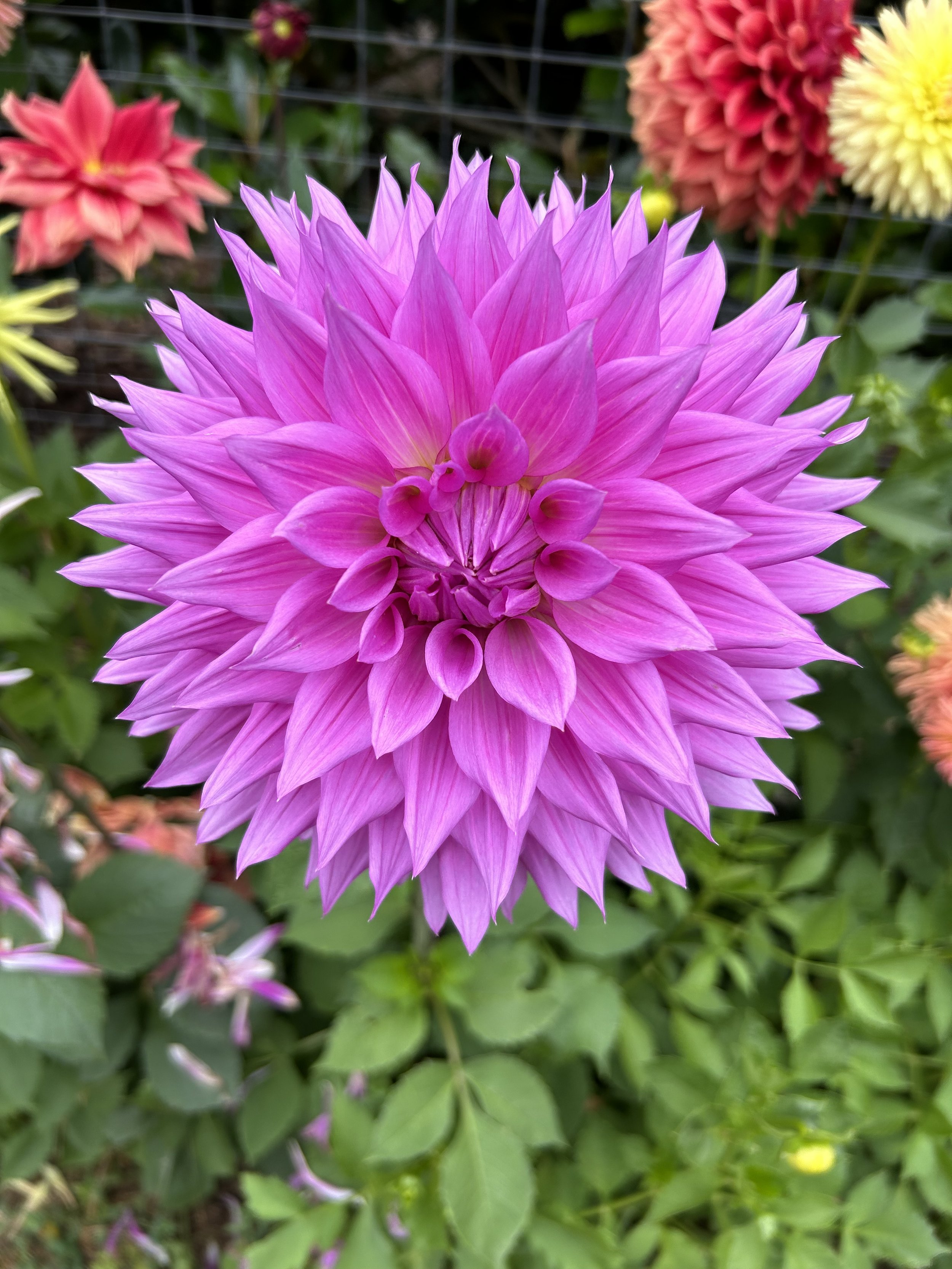 IMG_0516.jpeg