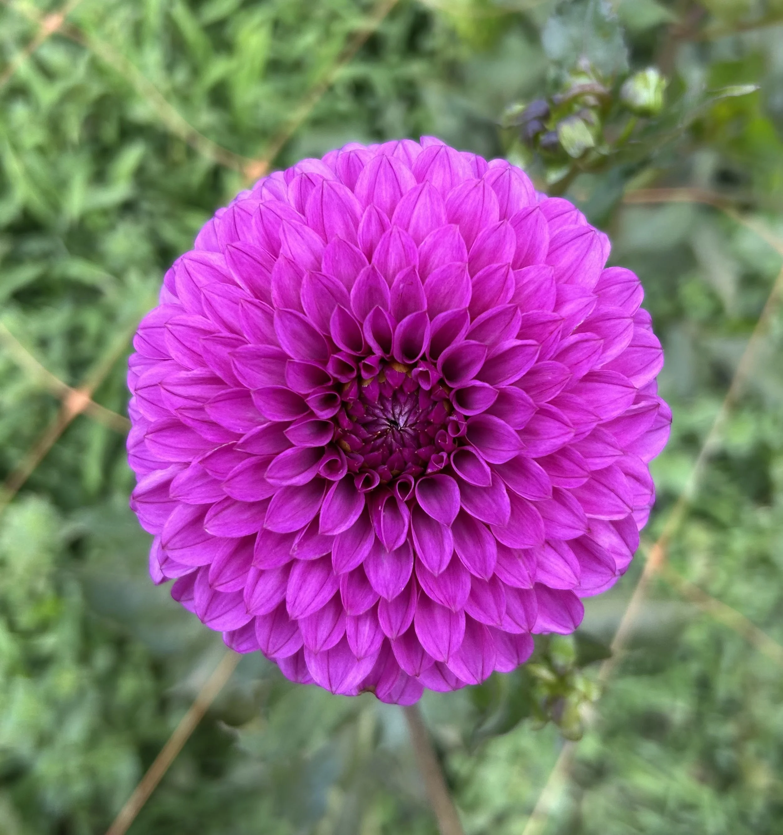 IMG_3752.jpeg