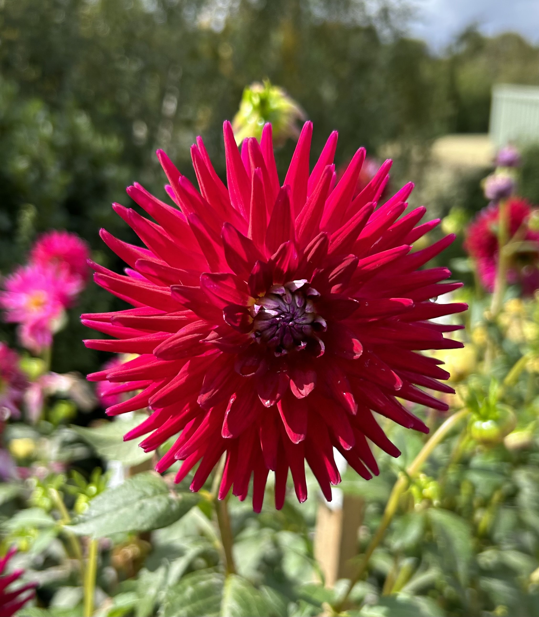 IMG_2382.jpeg