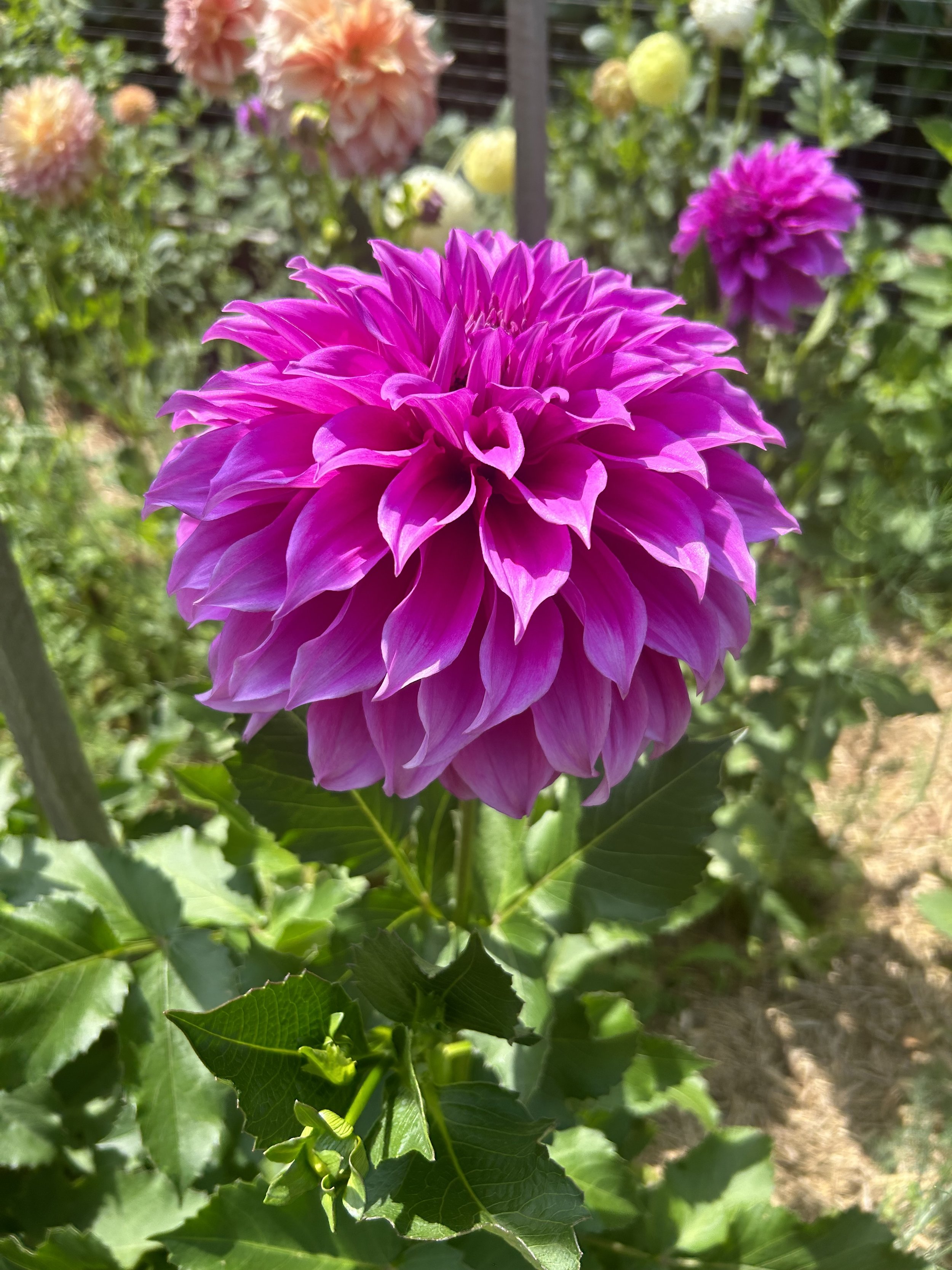IMG_0405.jpeg
