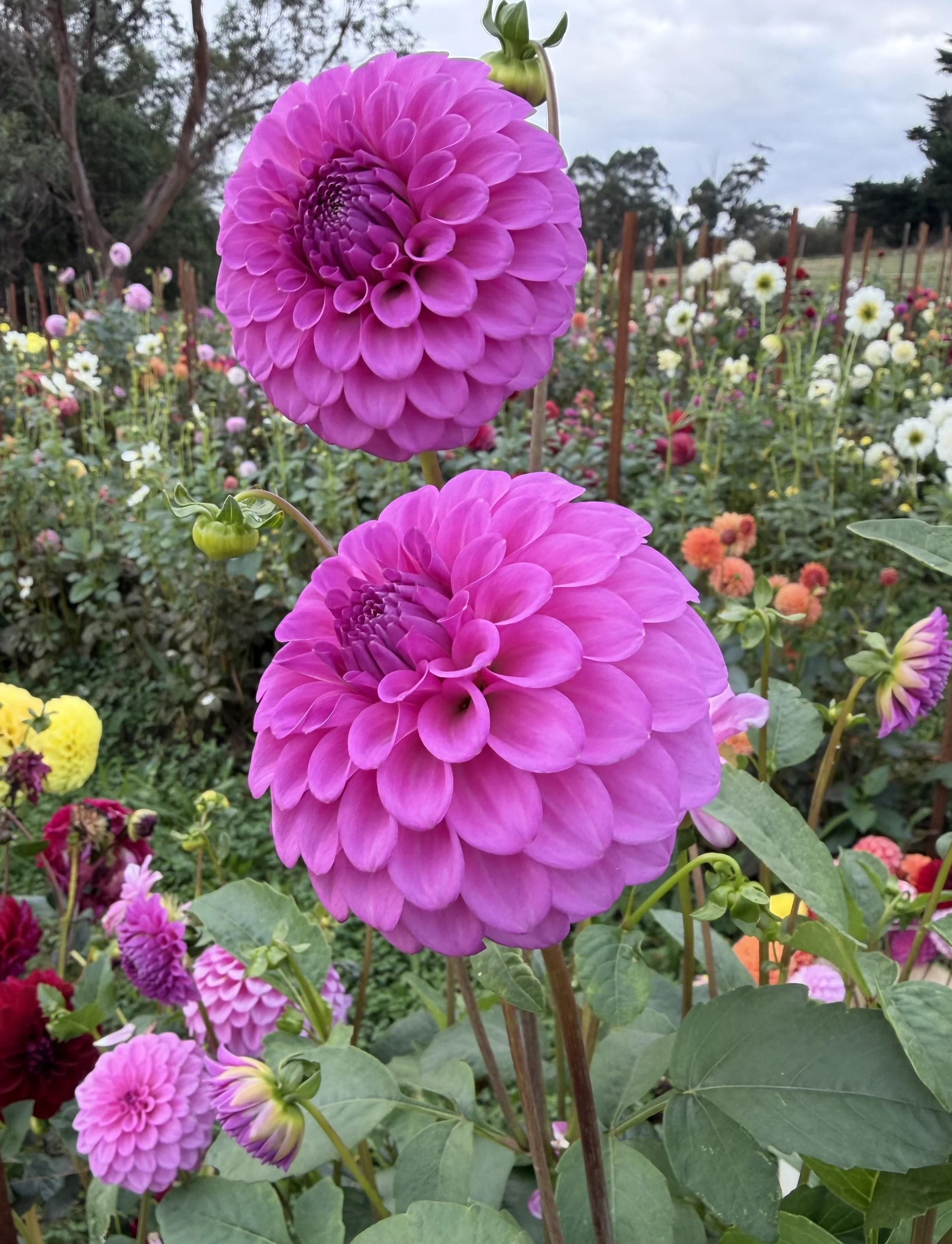IMG_6630.jpeg