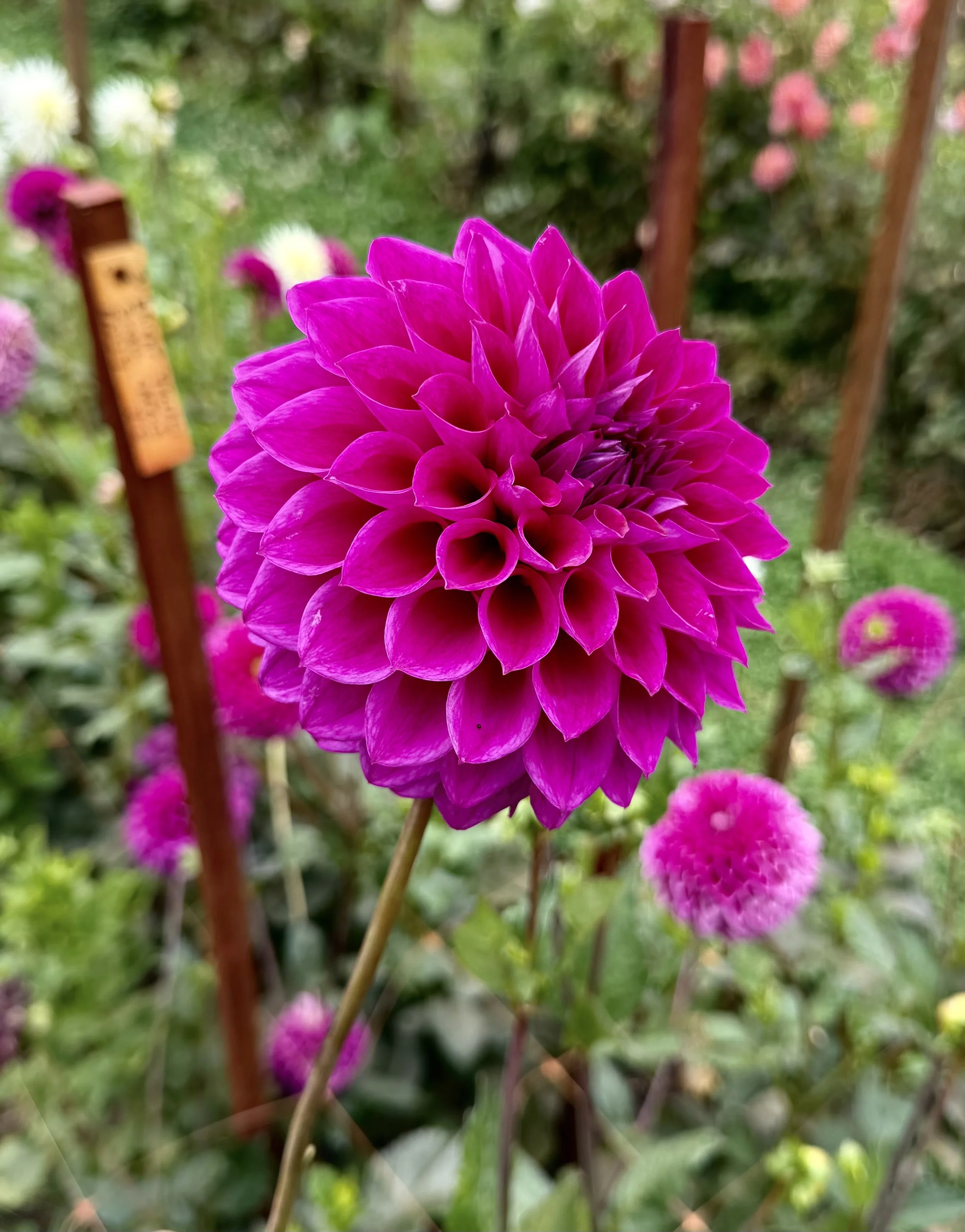 IMG_4679.jpeg