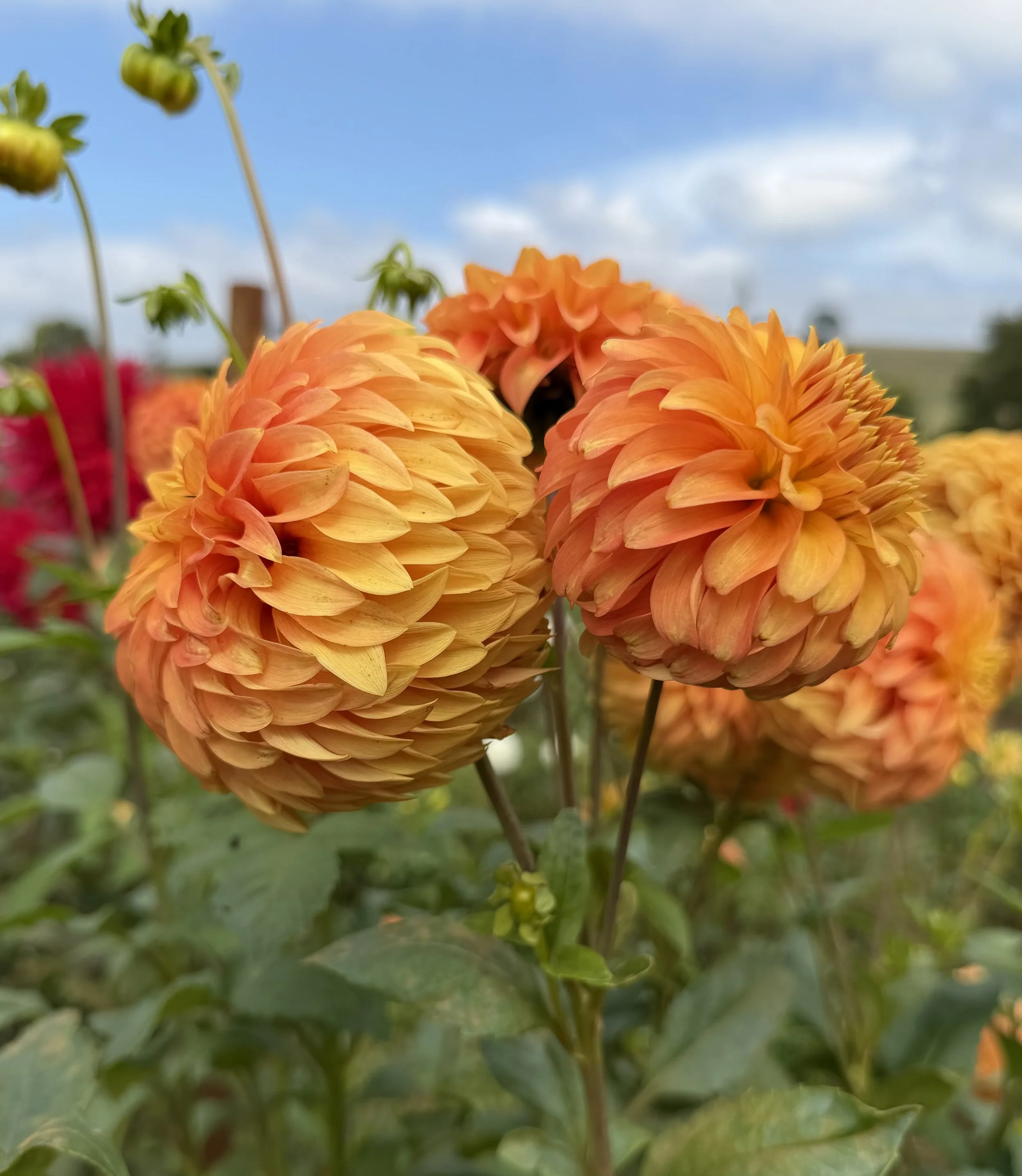 IMG_5650.jpeg