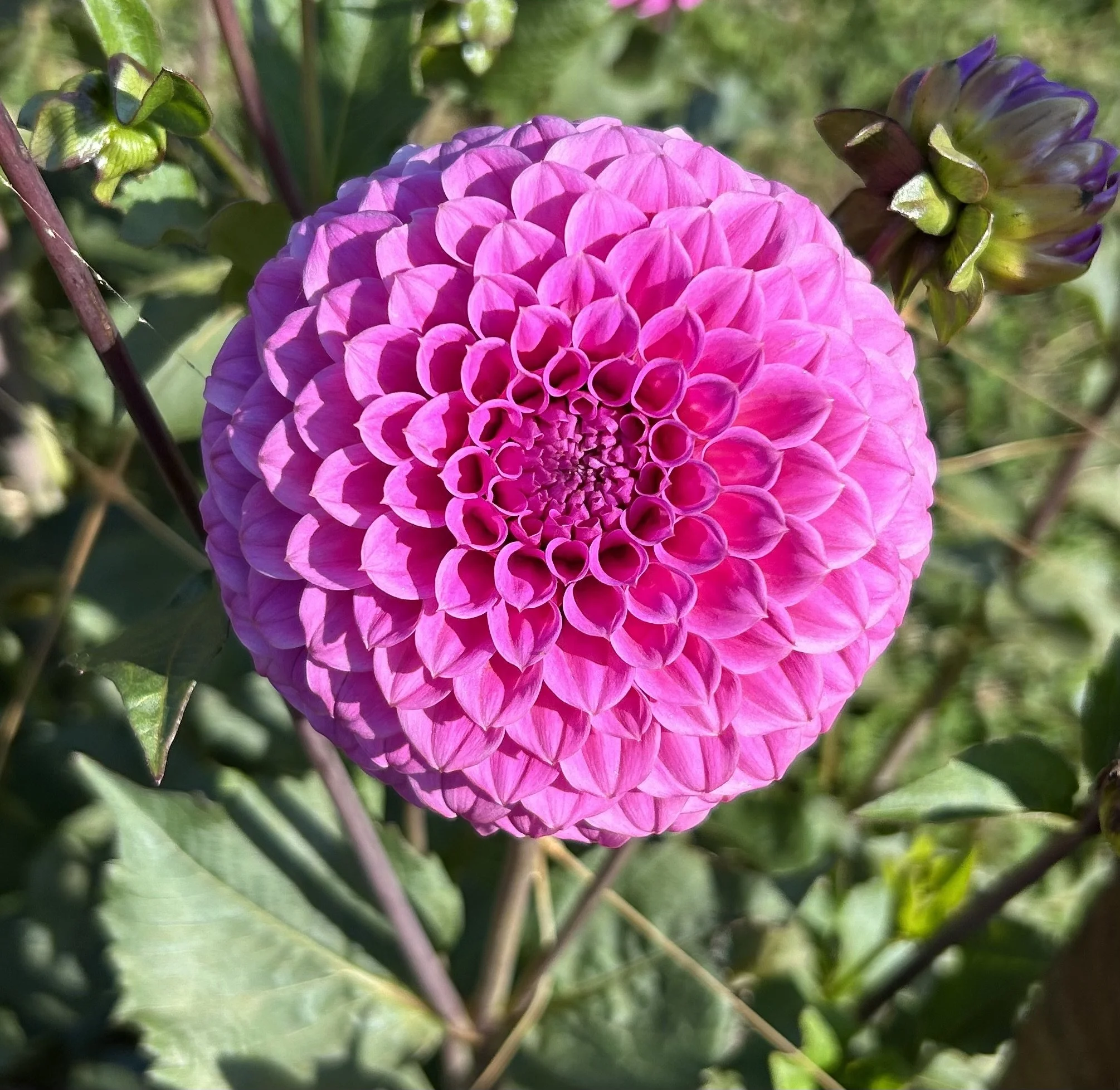 IMG_3850.jpeg