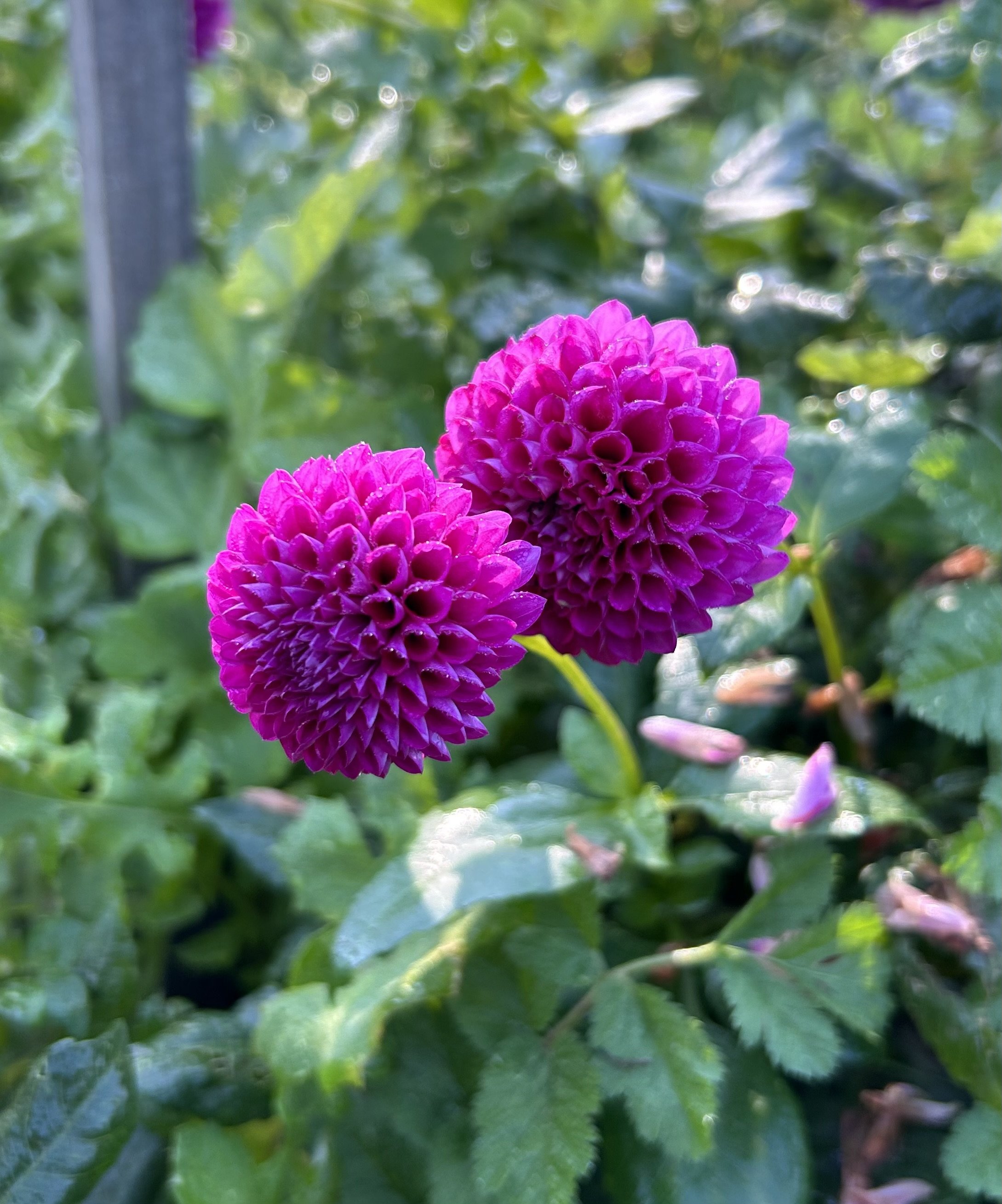 IMG_6939.jpeg