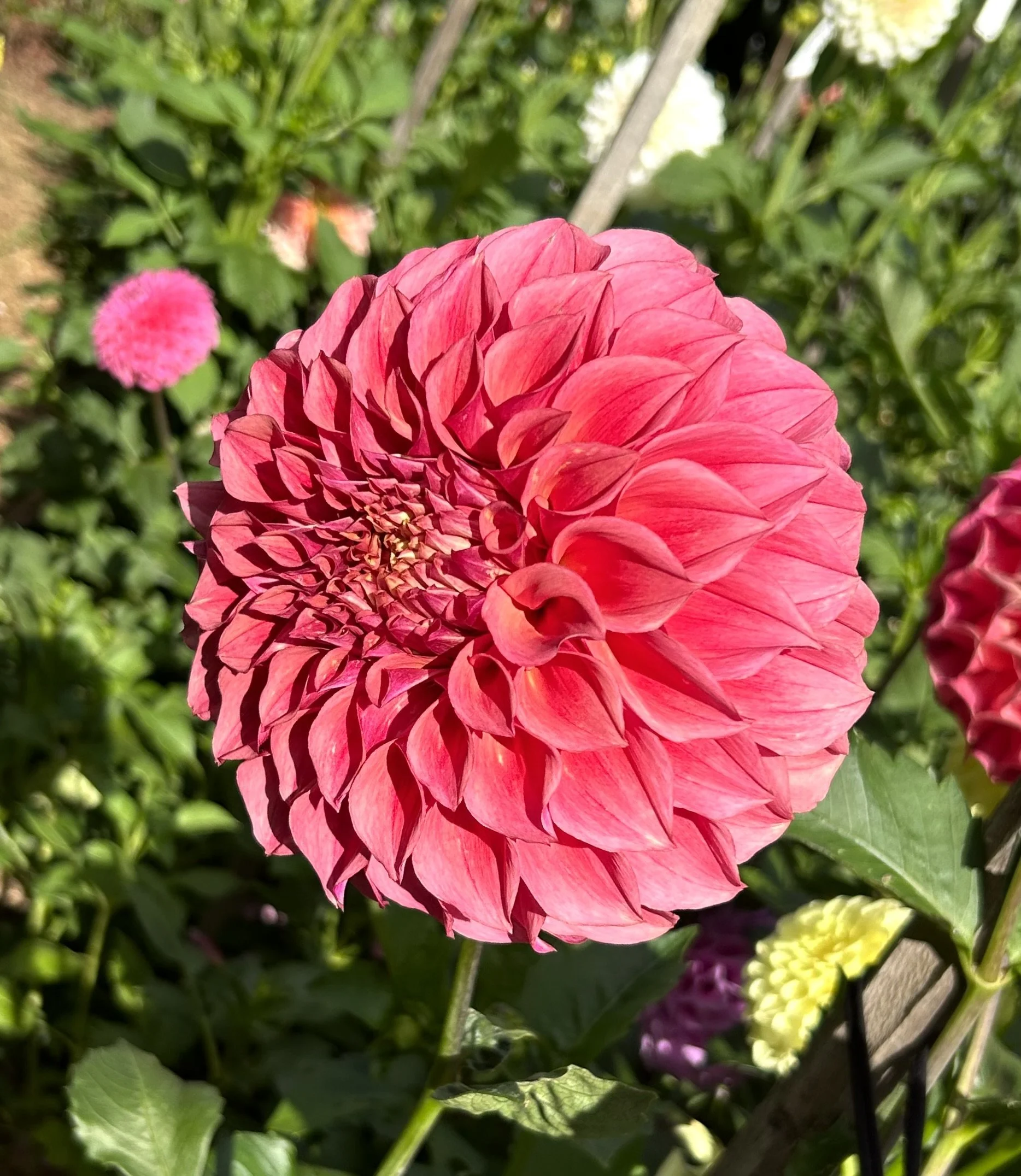 IMG_0886.jpeg