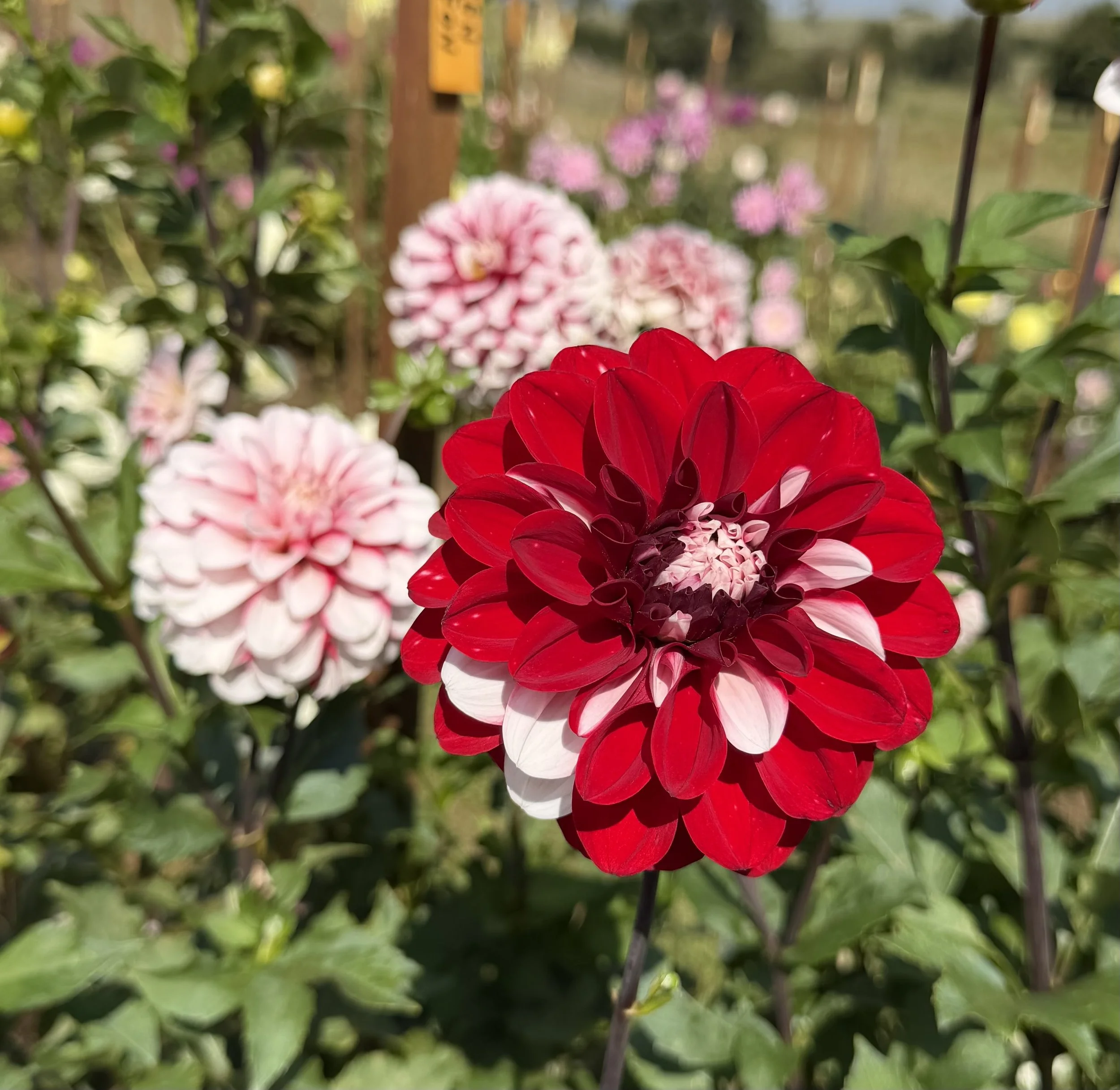 IMG_5693.jpeg
