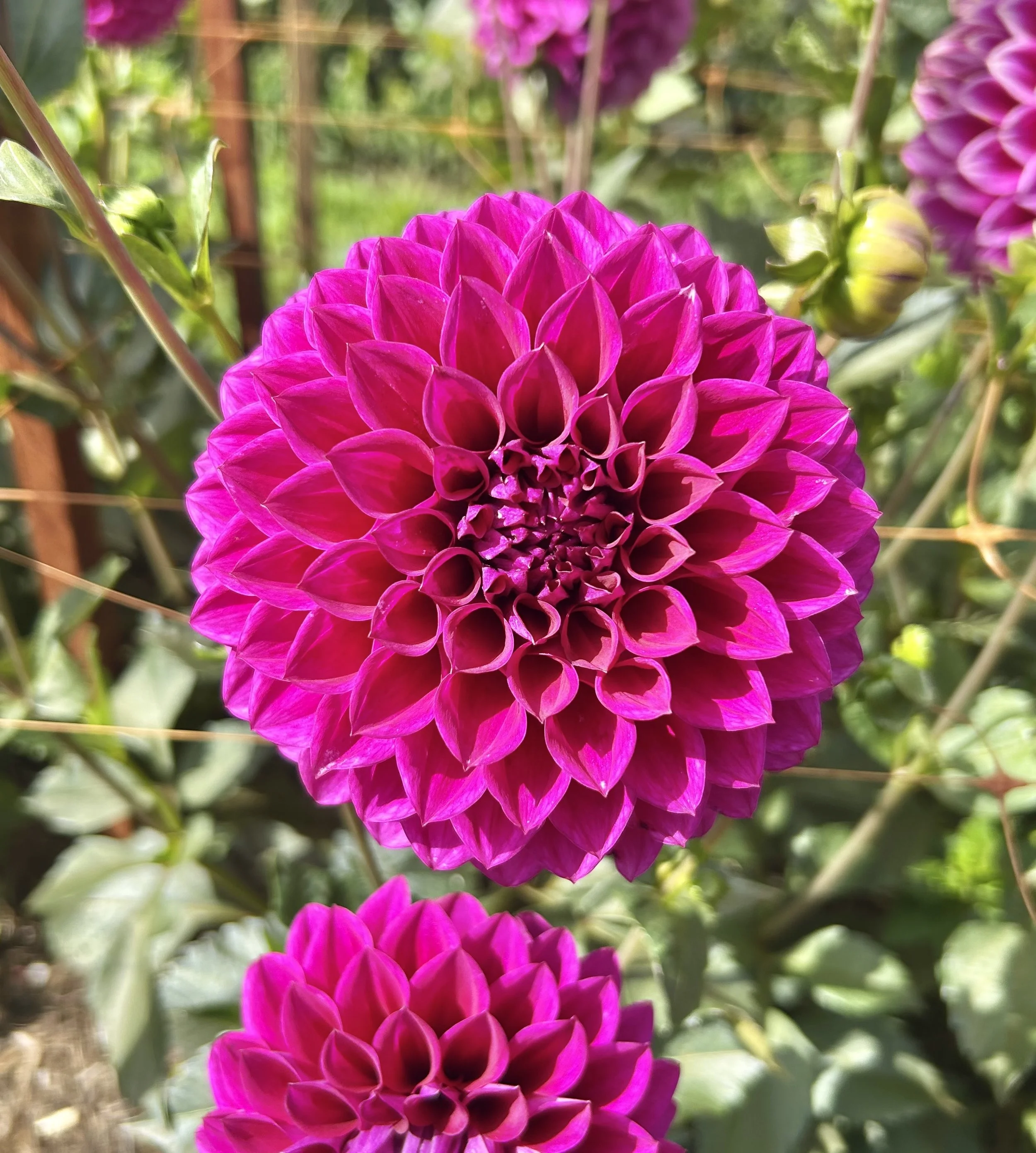 IMG_4211.jpeg