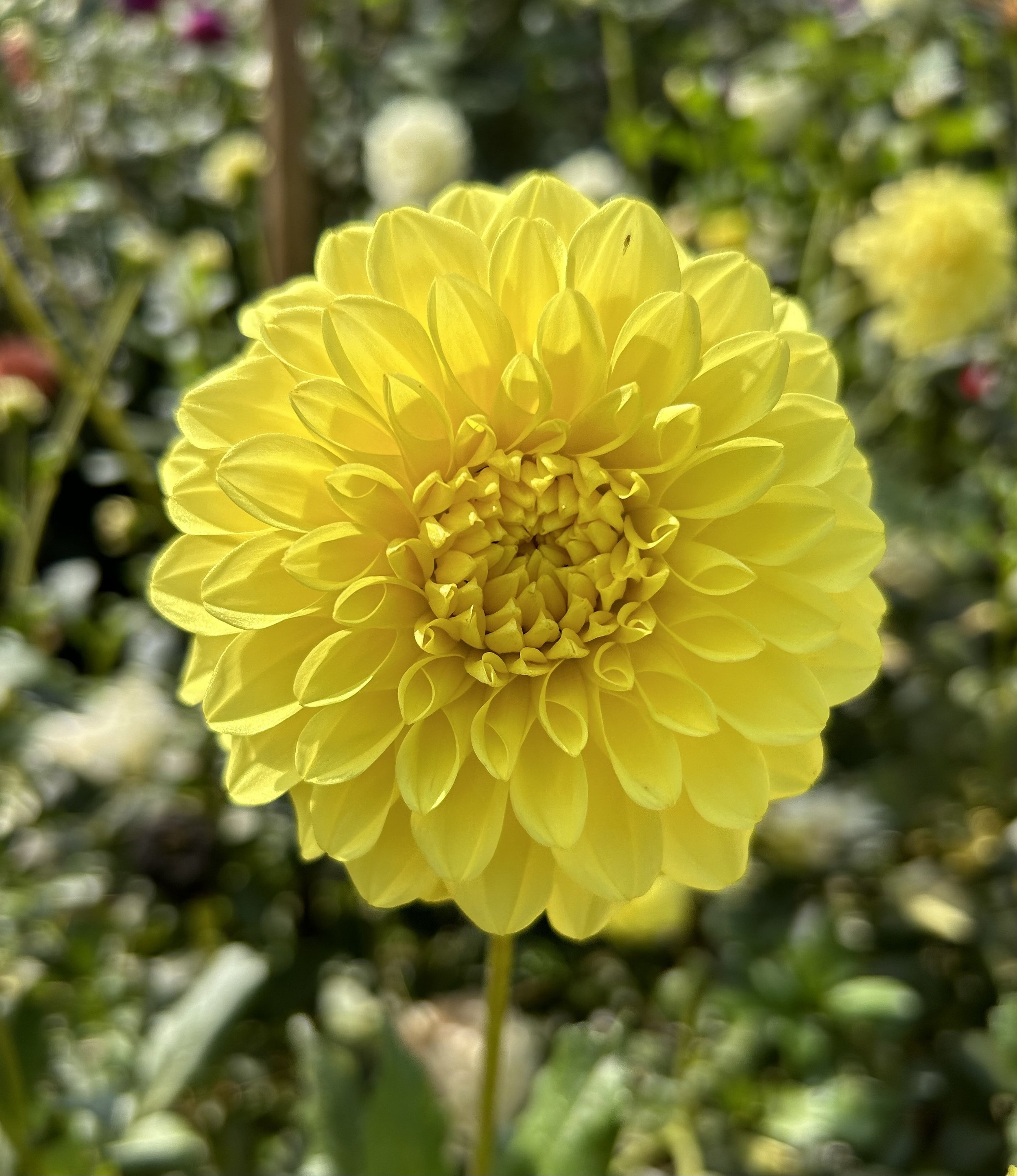 IMG_6405.jpeg