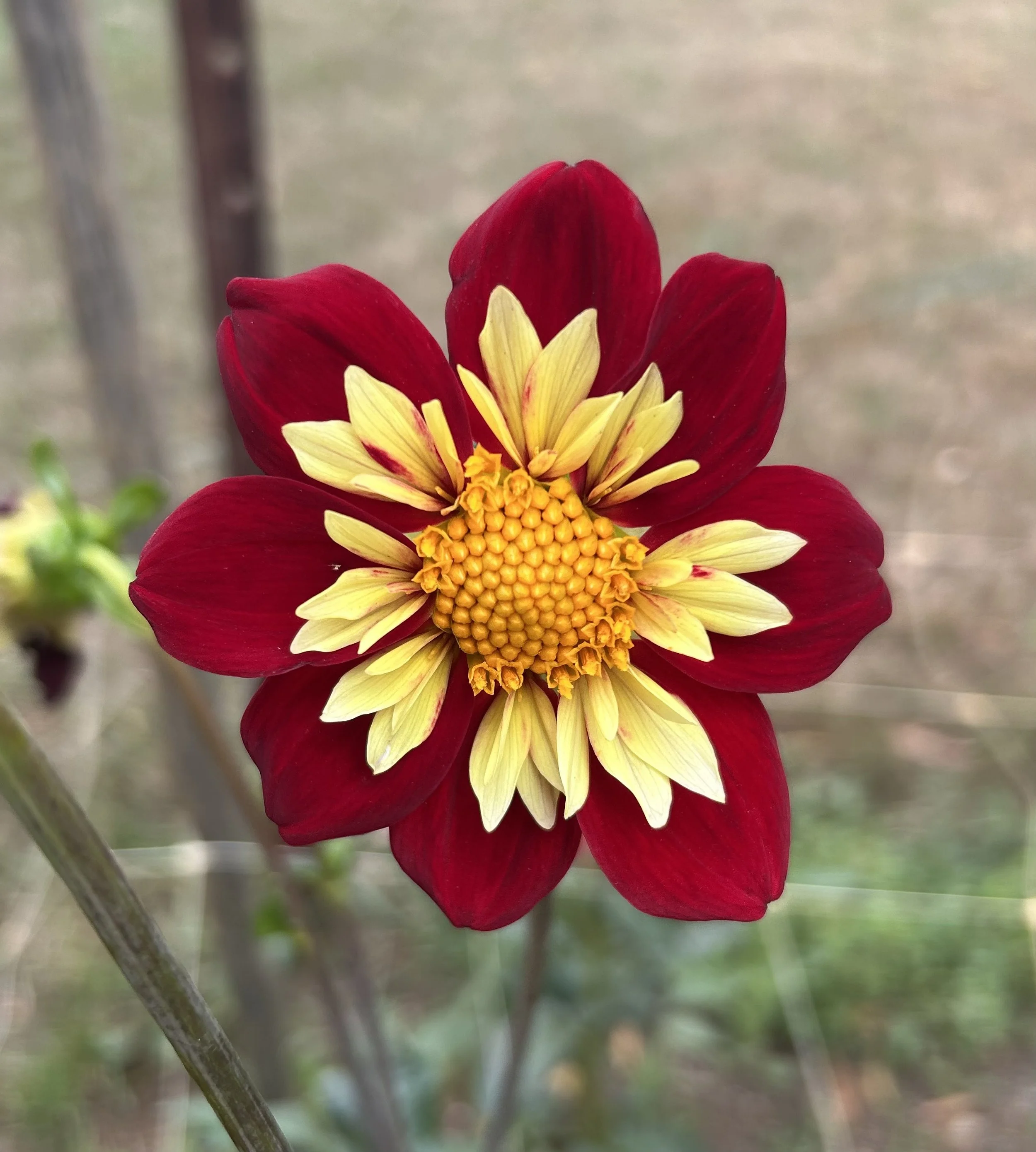 IMG_4363.jpeg