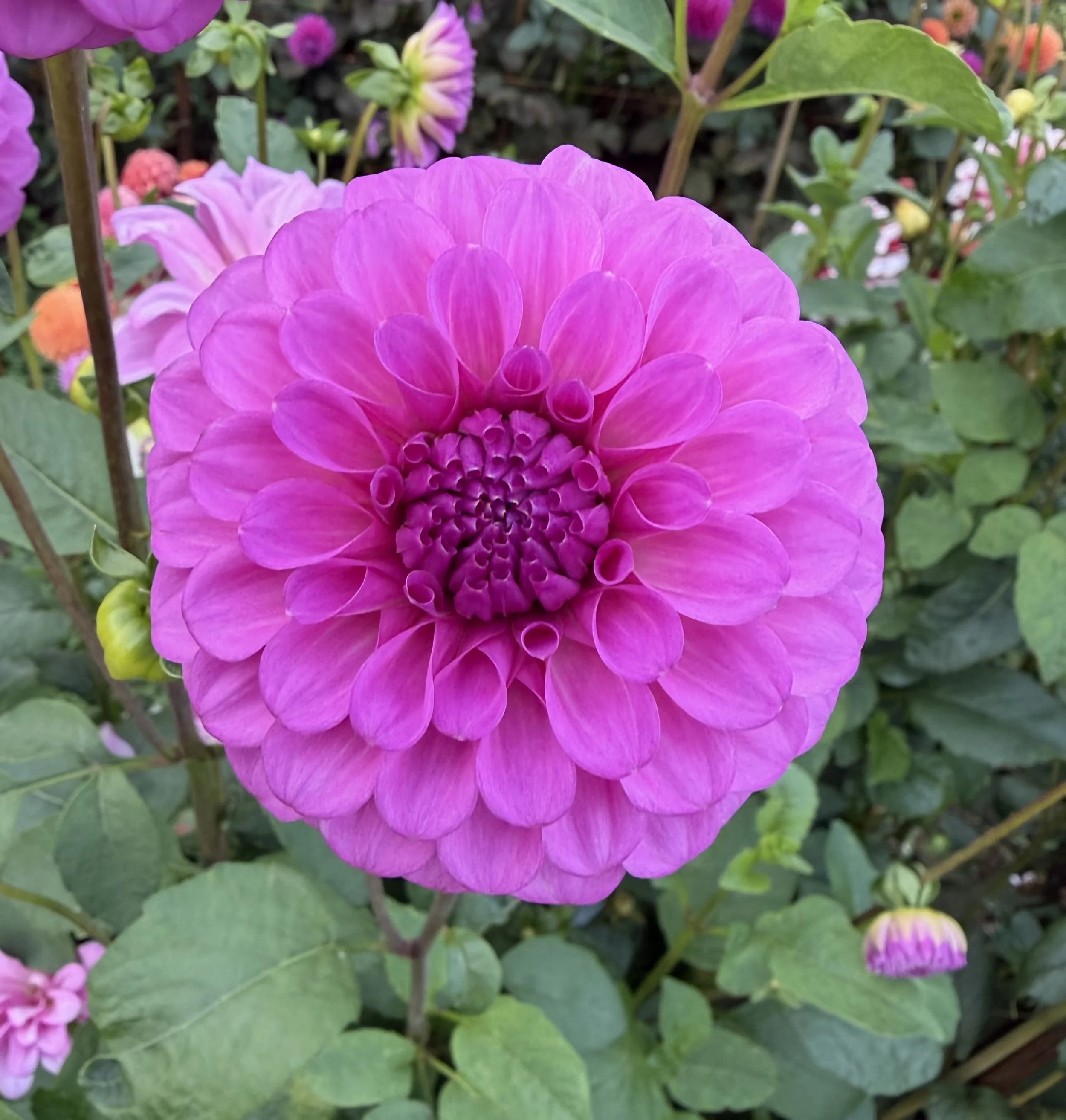 IMG_6632.jpeg