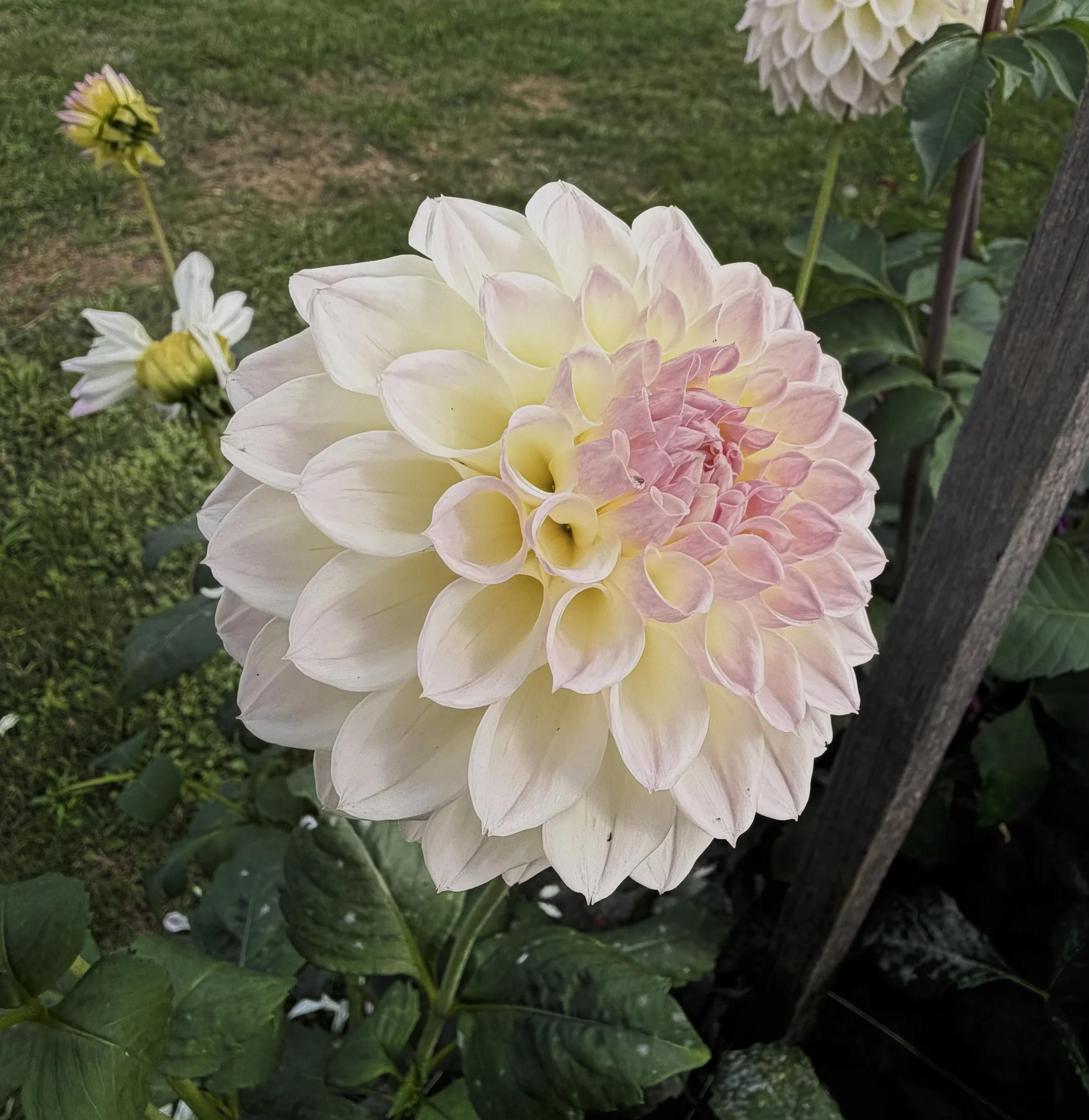 IMG_6374.jpeg