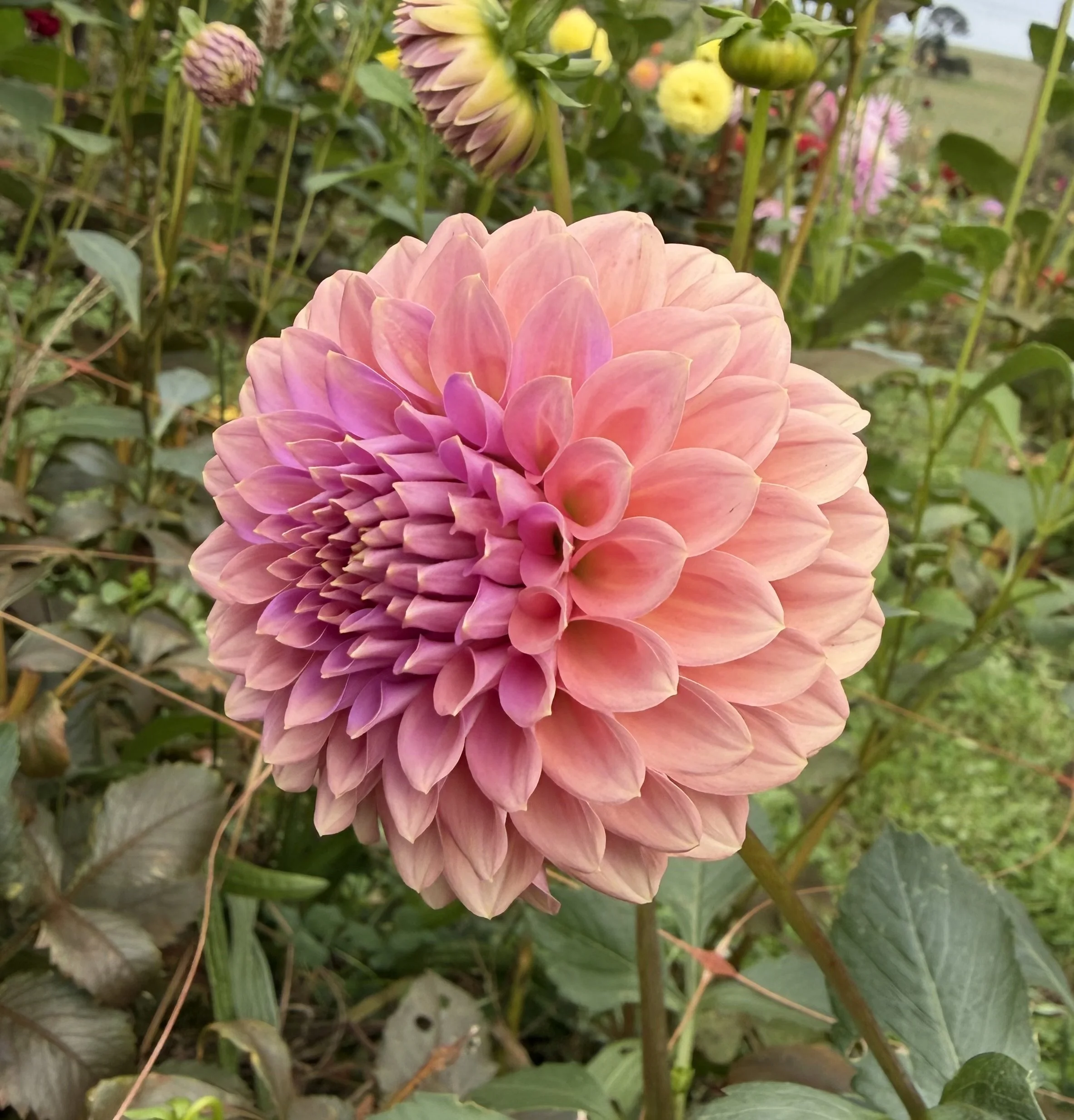 IMG_6480.jpeg