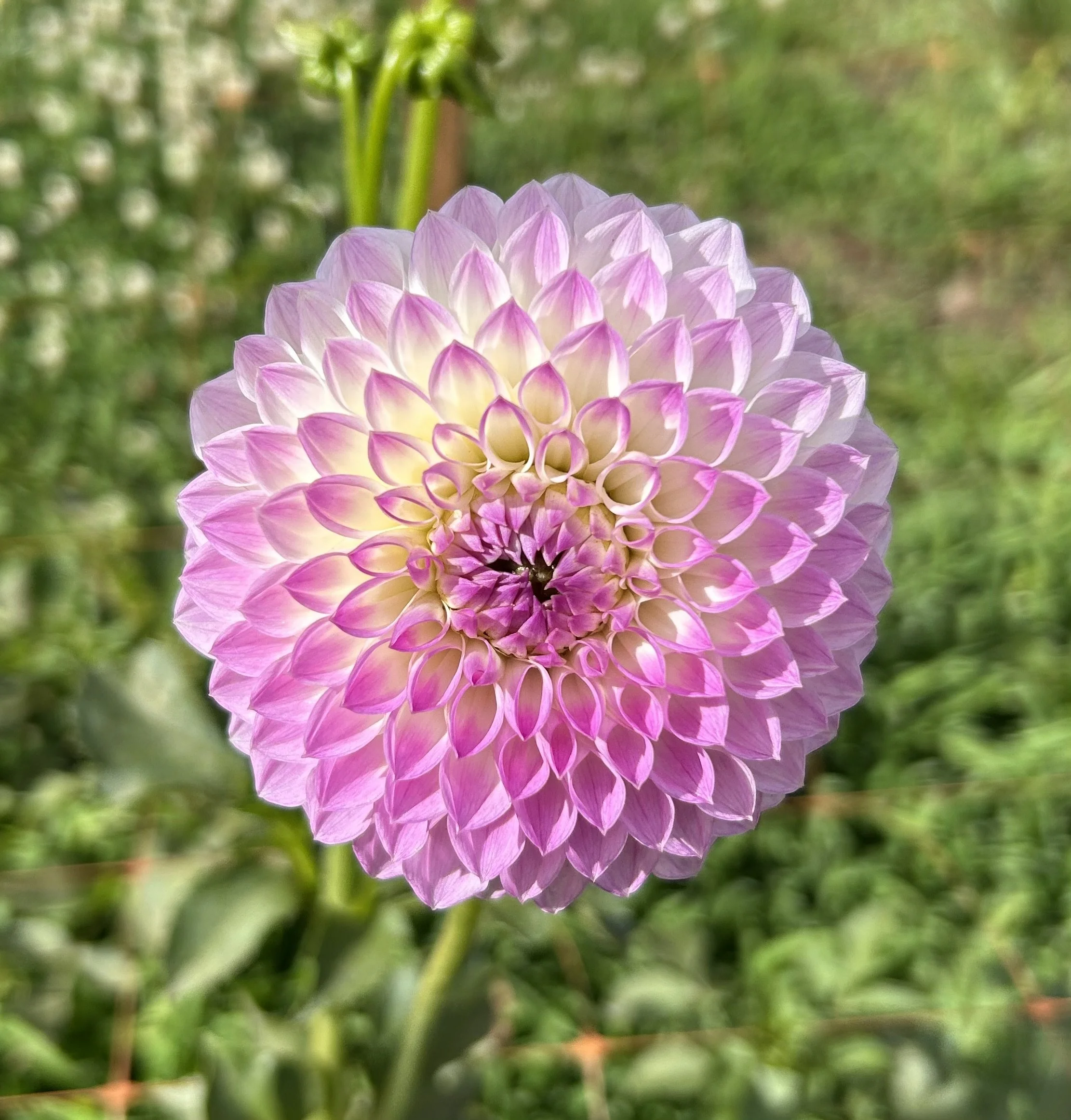 IMG_3755.jpeg
