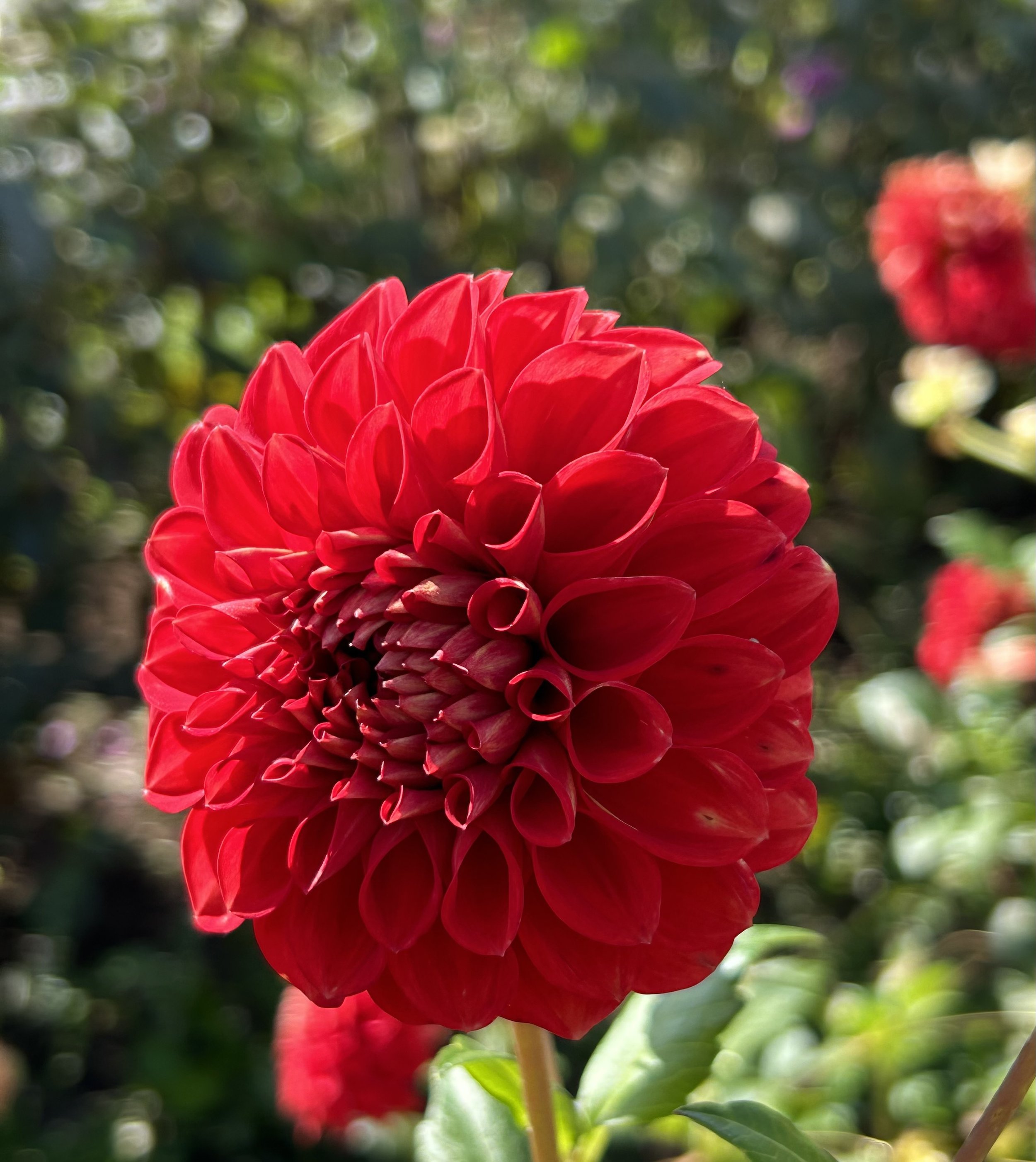 IMG_7006.jpeg