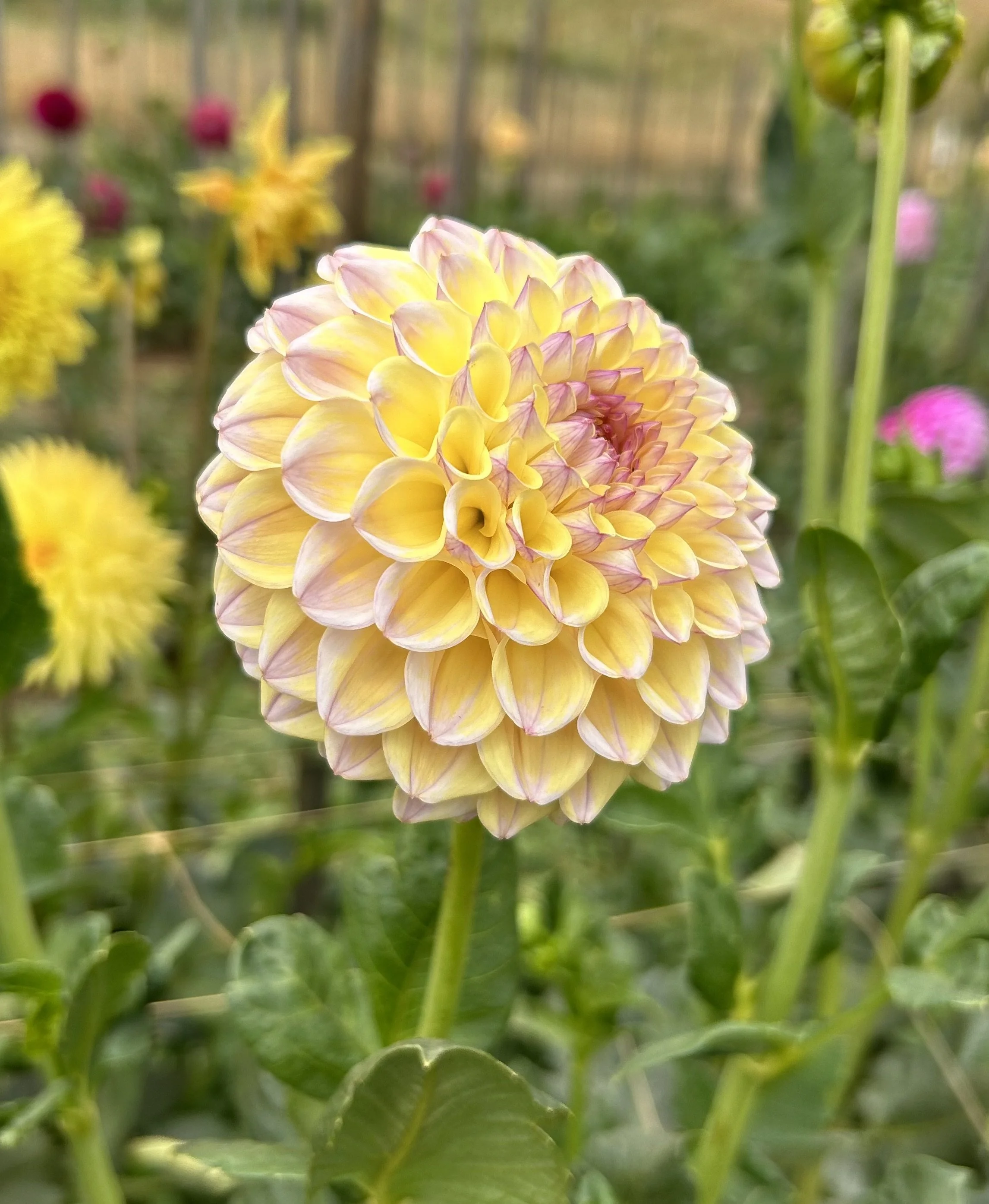 IMG_8813.jpeg