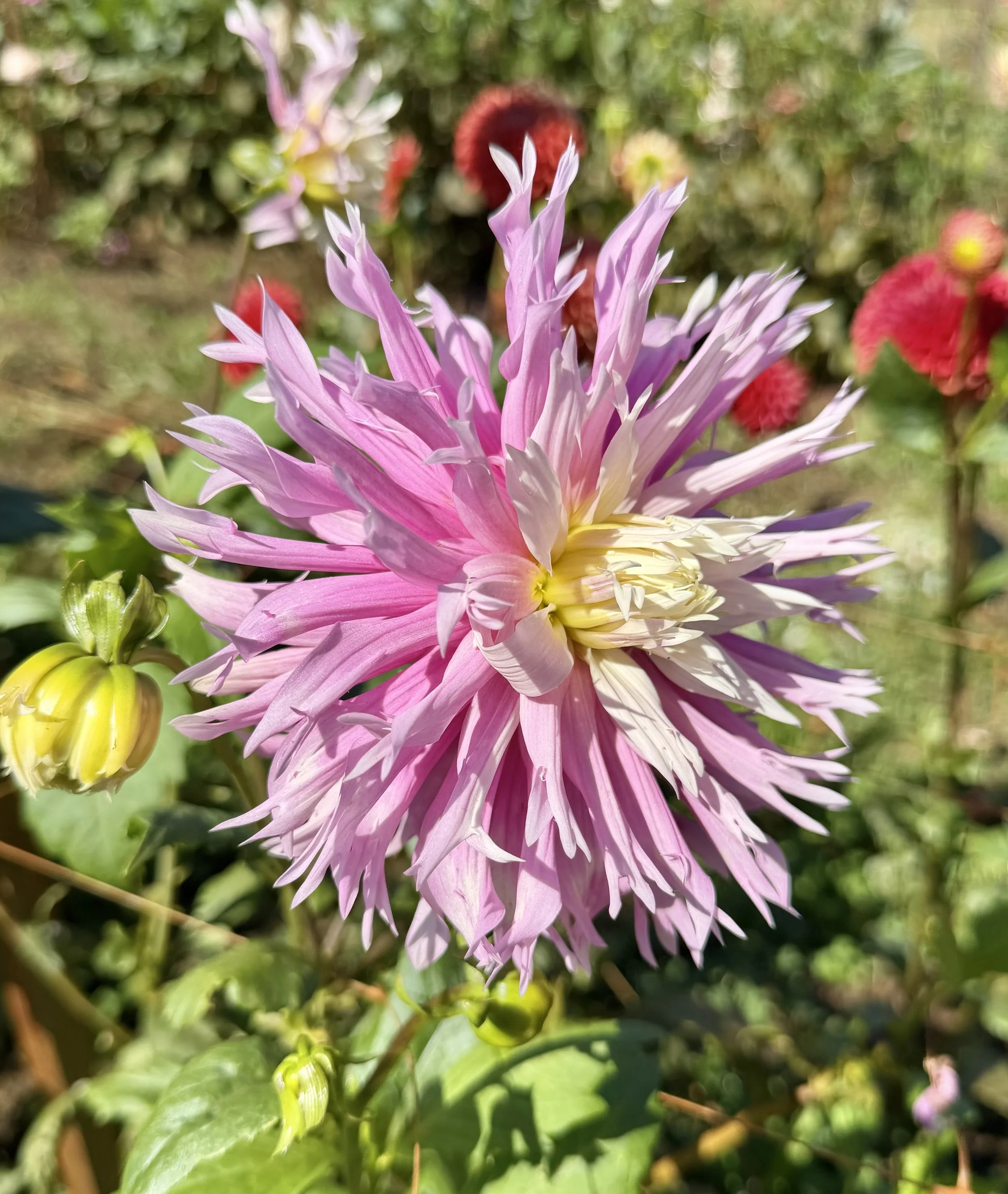 IMG_5560.jpeg