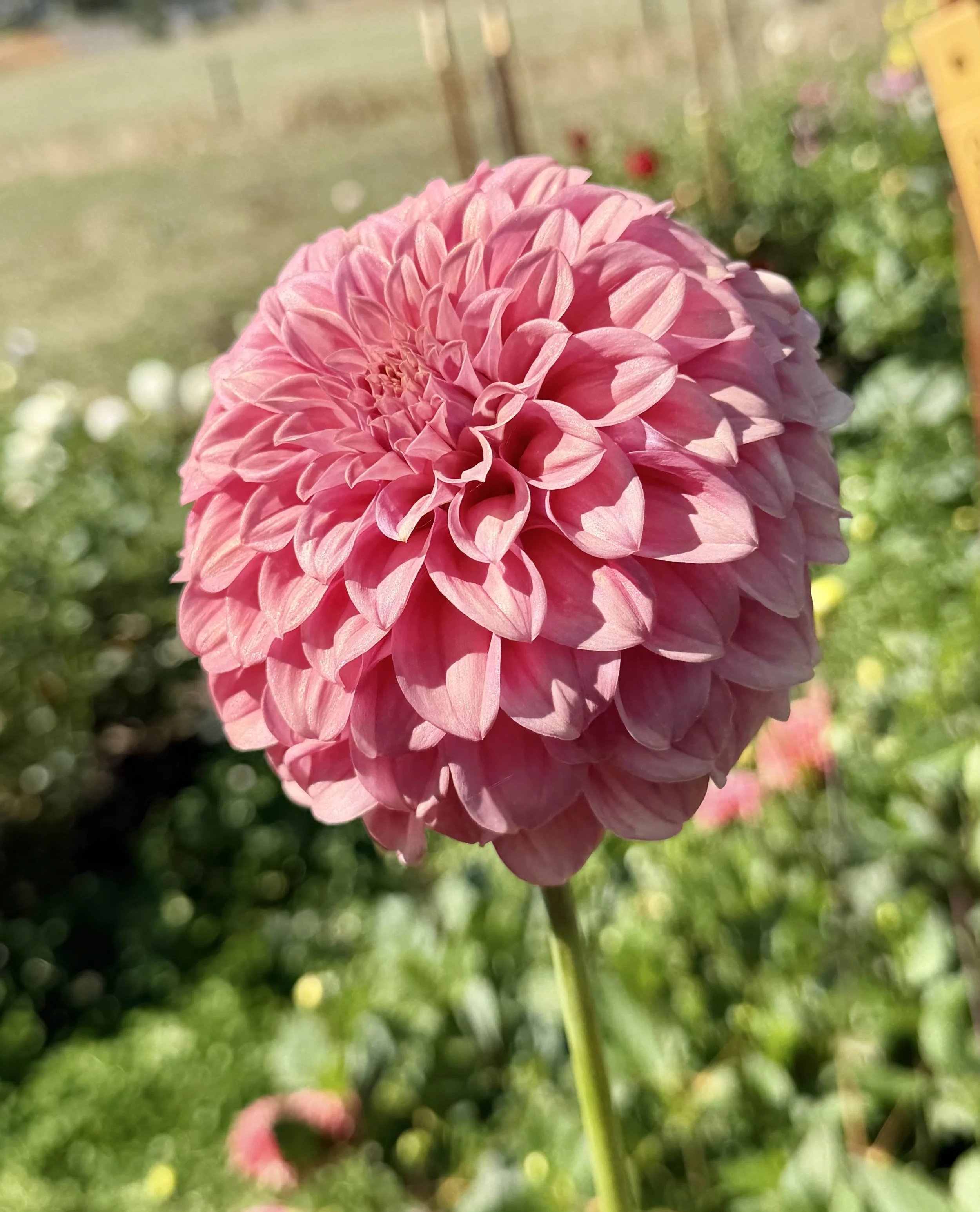 IMG_5059.jpeg