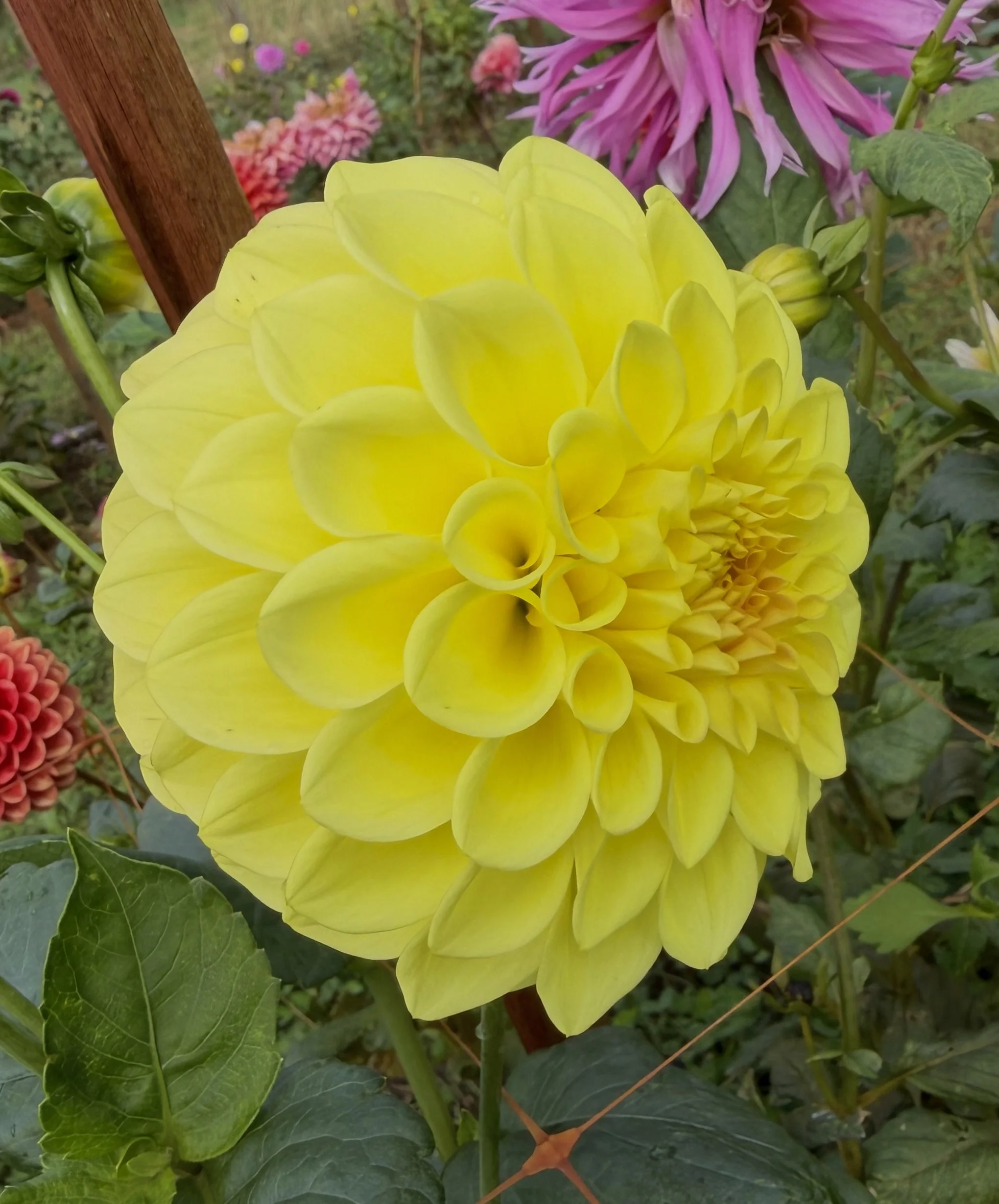 IMG_5831.jpeg