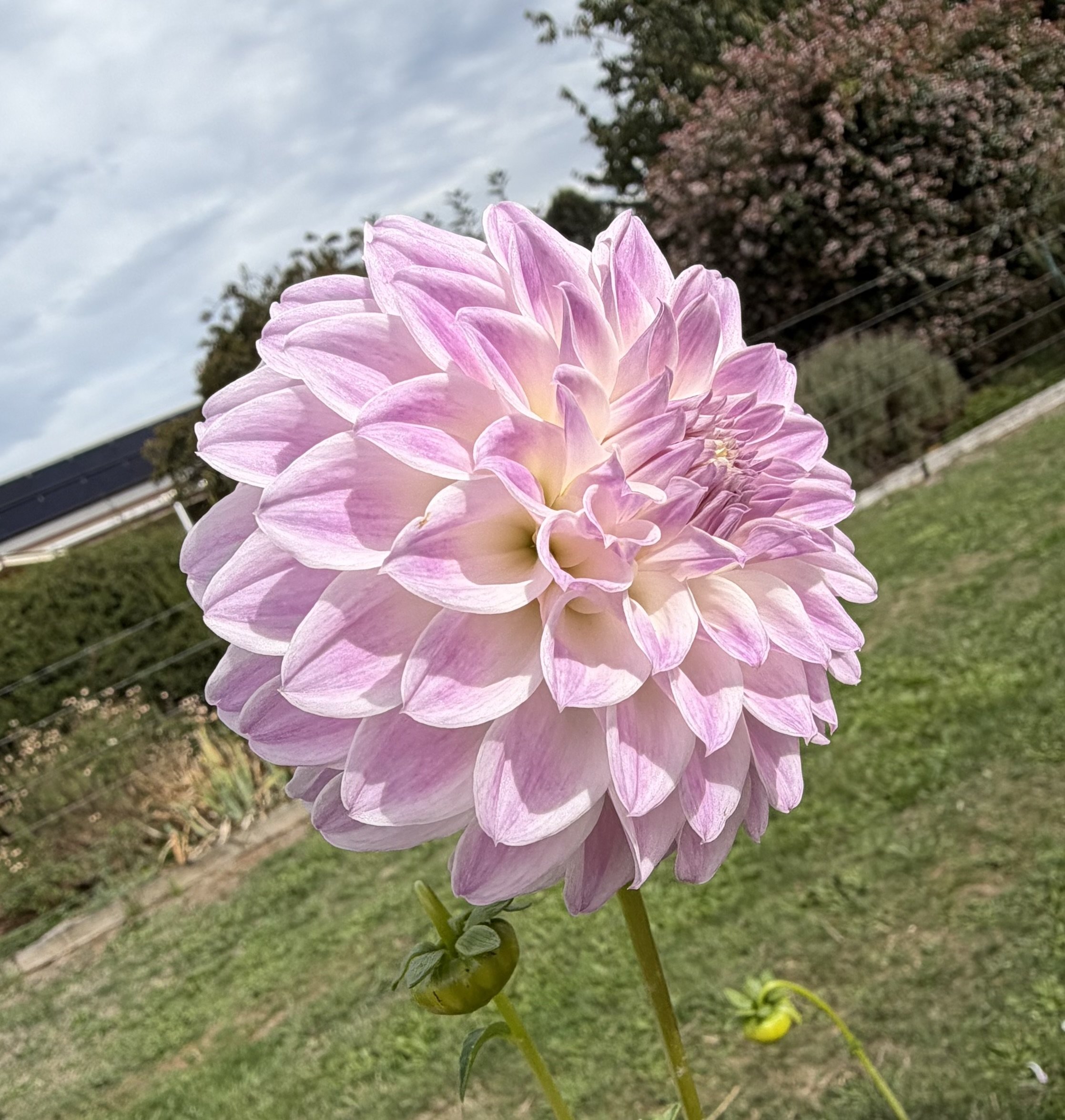 IMG_6369.jpeg