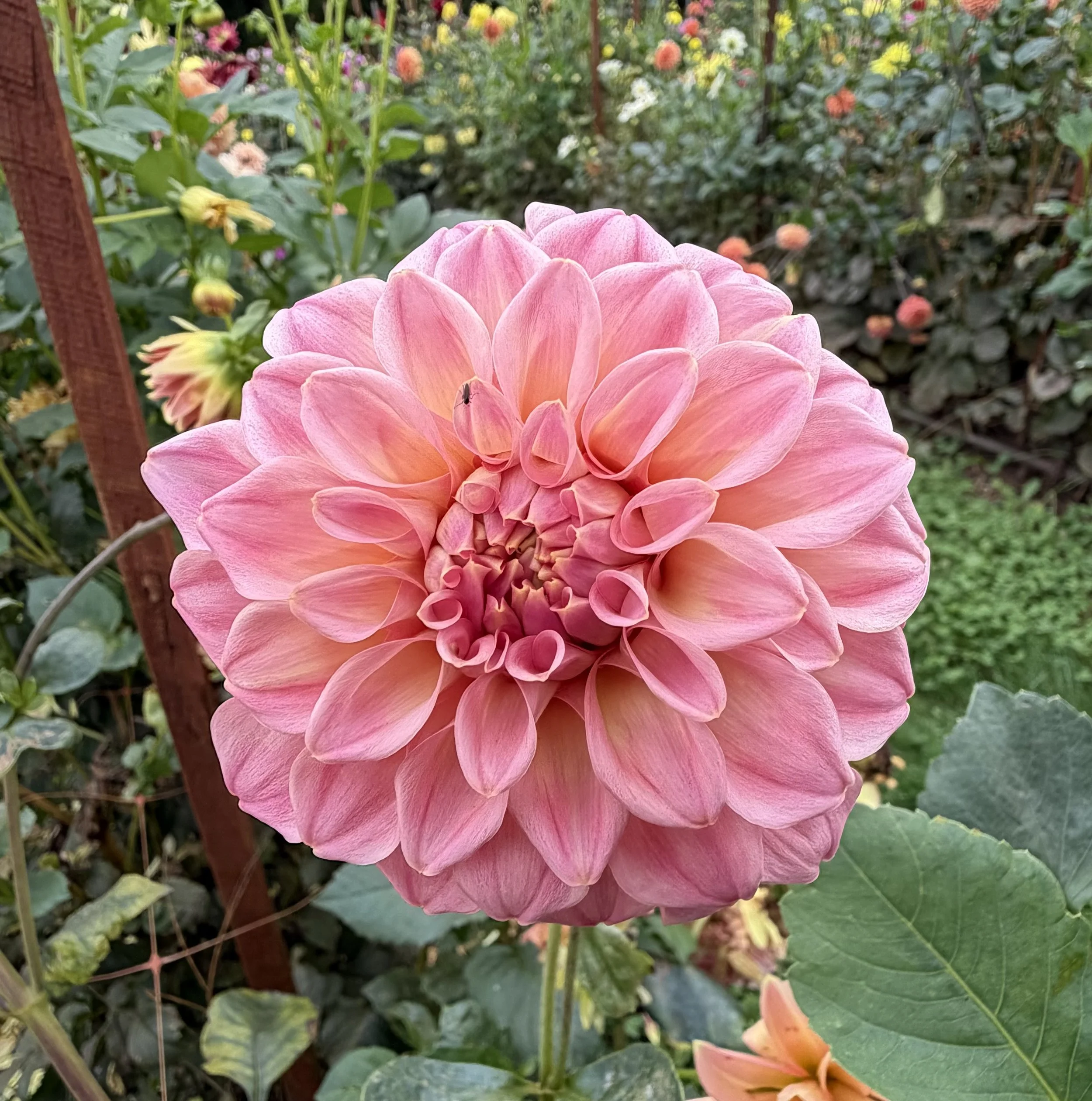 IMG_6425.jpeg