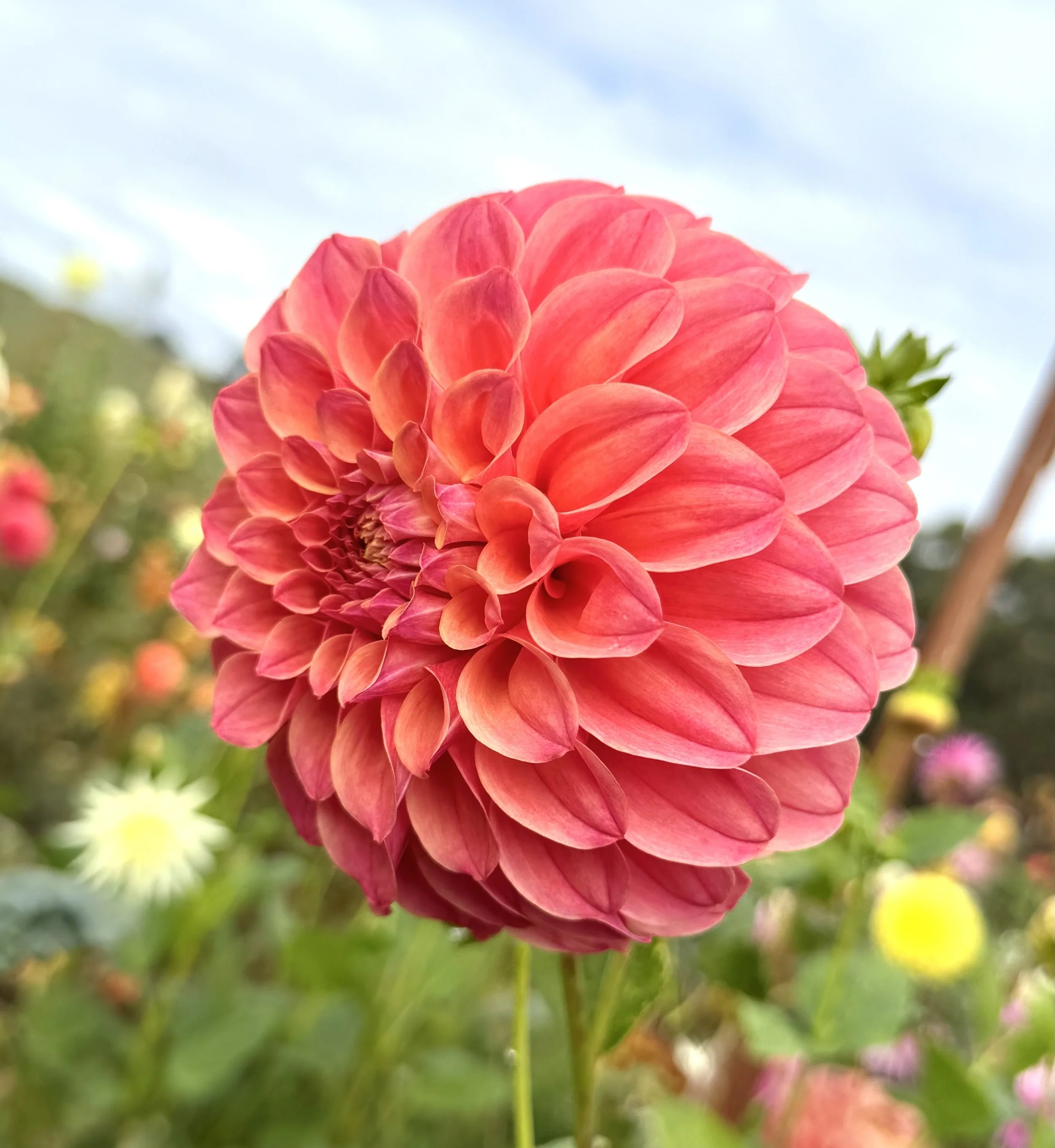 IMG_6764.jpeg