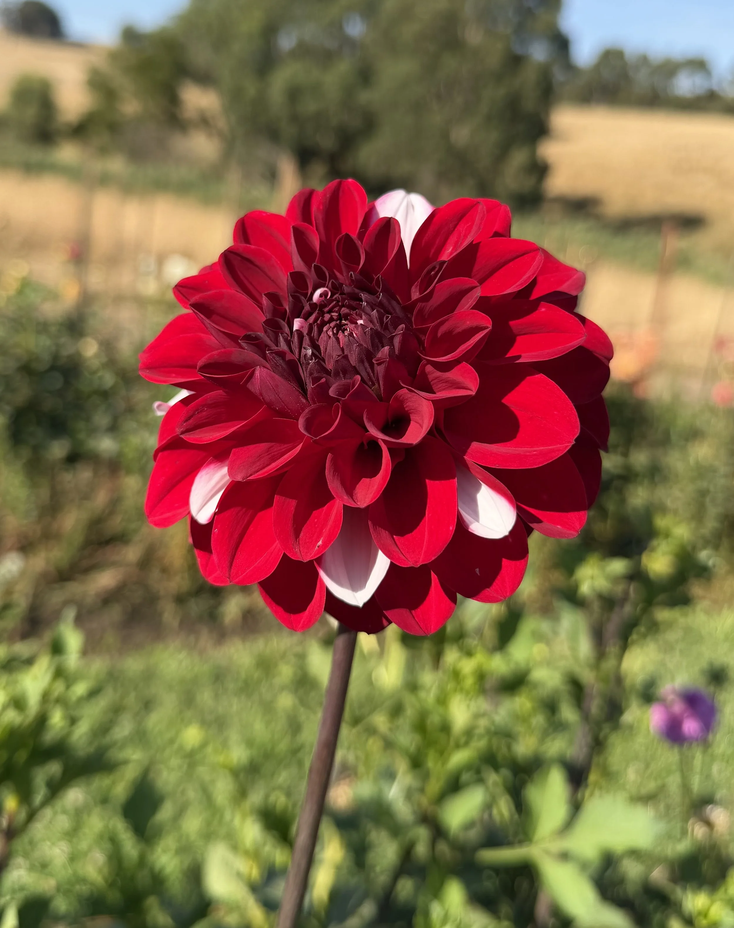 IMG_4602.jpeg