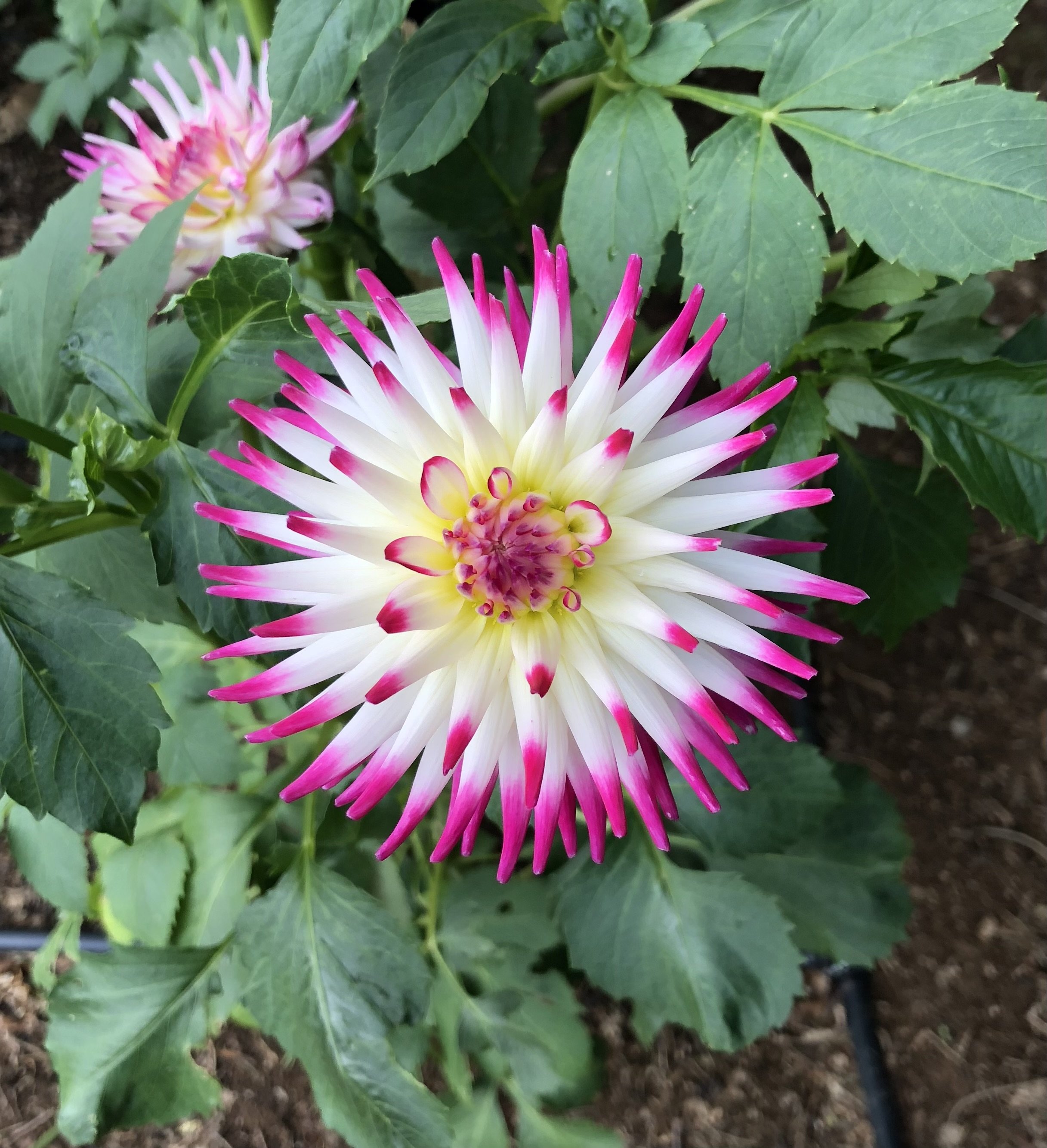 IMG_1154.jpeg