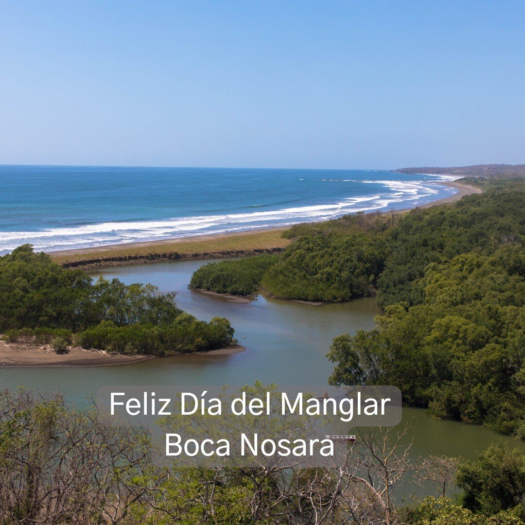 Feliz D&iacute;a Internacional de la defensa del Ecosistema de Manglares, para nosotros es de suma importancia reconocer espacios vitales como lo son los manglares. 

La Boca, como se la conoce com&uacute;nmente, une a los R&iacute;os Nosara y Montan