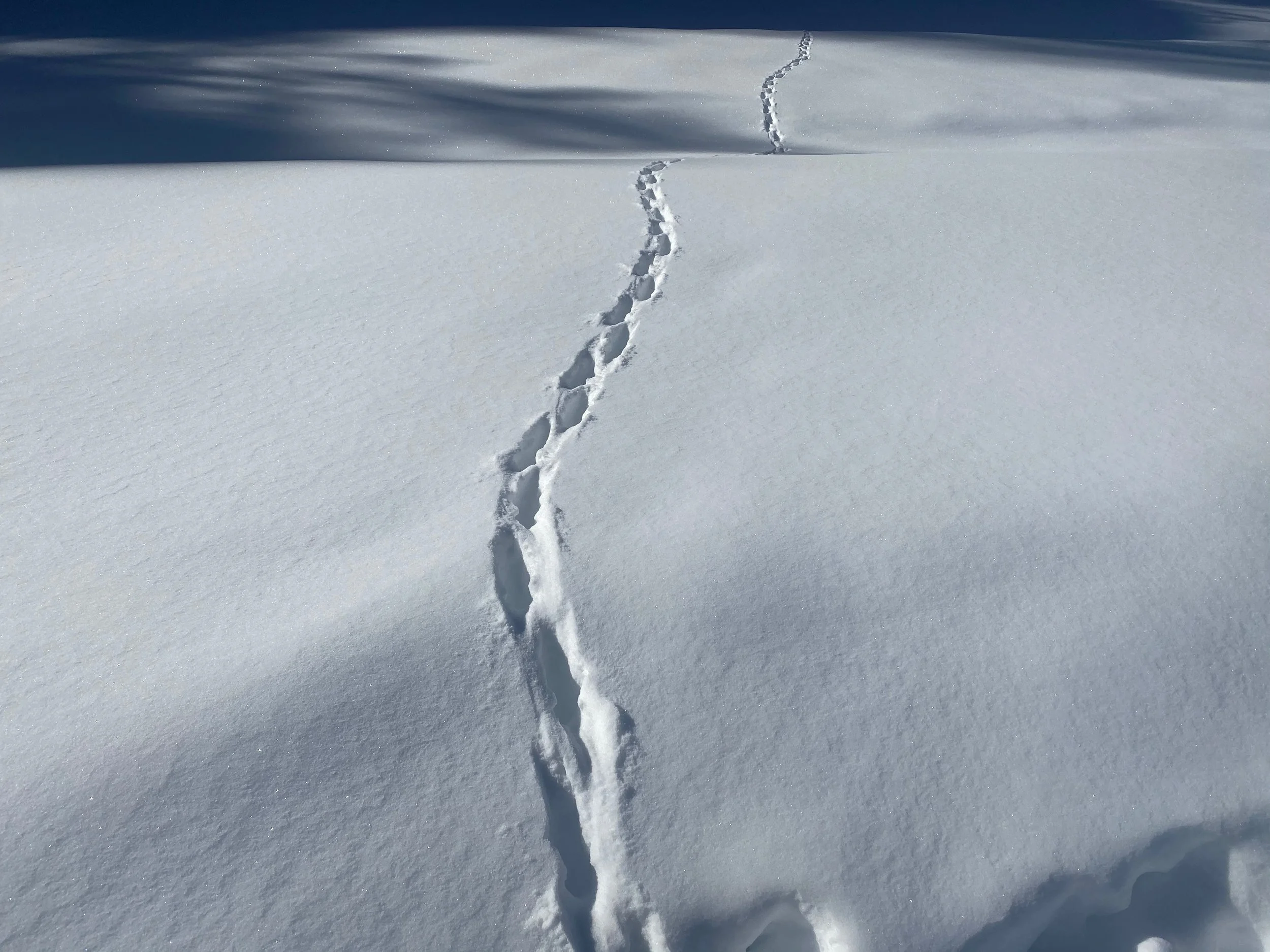 Footprints in untouched snow leading towards the horizon on a sunny day.