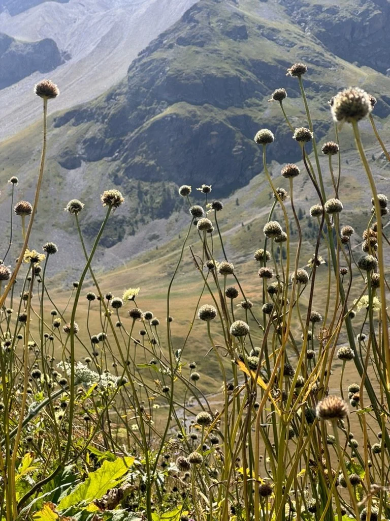 Wildflowers growing in front of a mountainous landscape with rugged peaks and steep slopes.