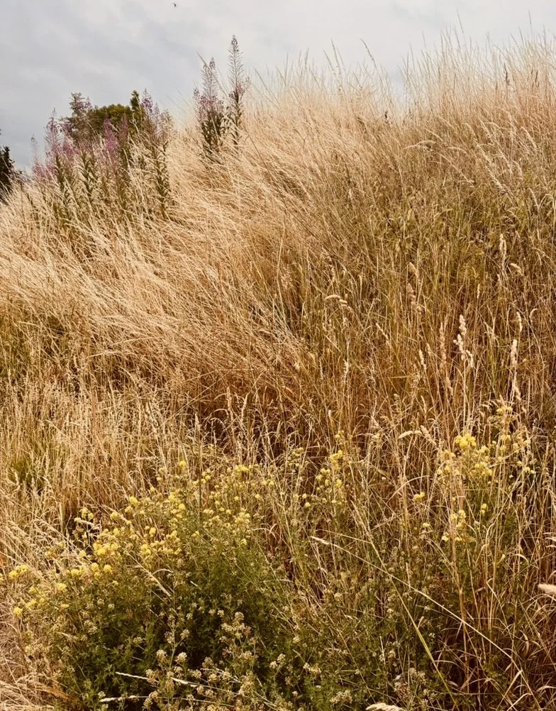 A meadow with tall dry grass and some yellow flowers, with a few green bushes in the foreground.