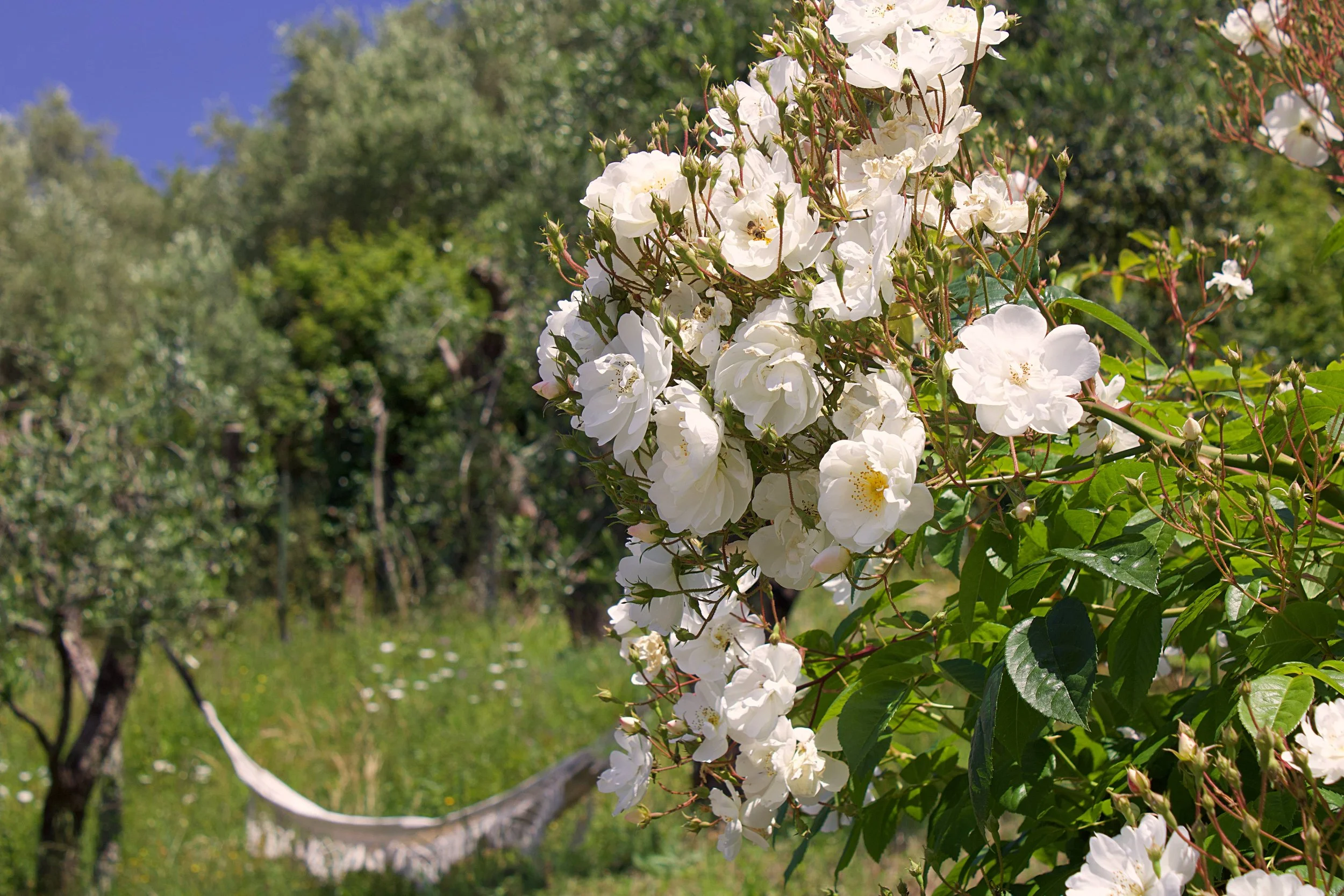 SoricoLuce - photo 10.jpg