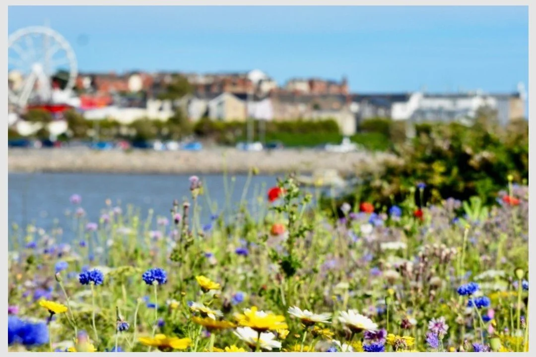 Tellmi Expands Free Mental Health Support Across Barry and the Surrounding Areas