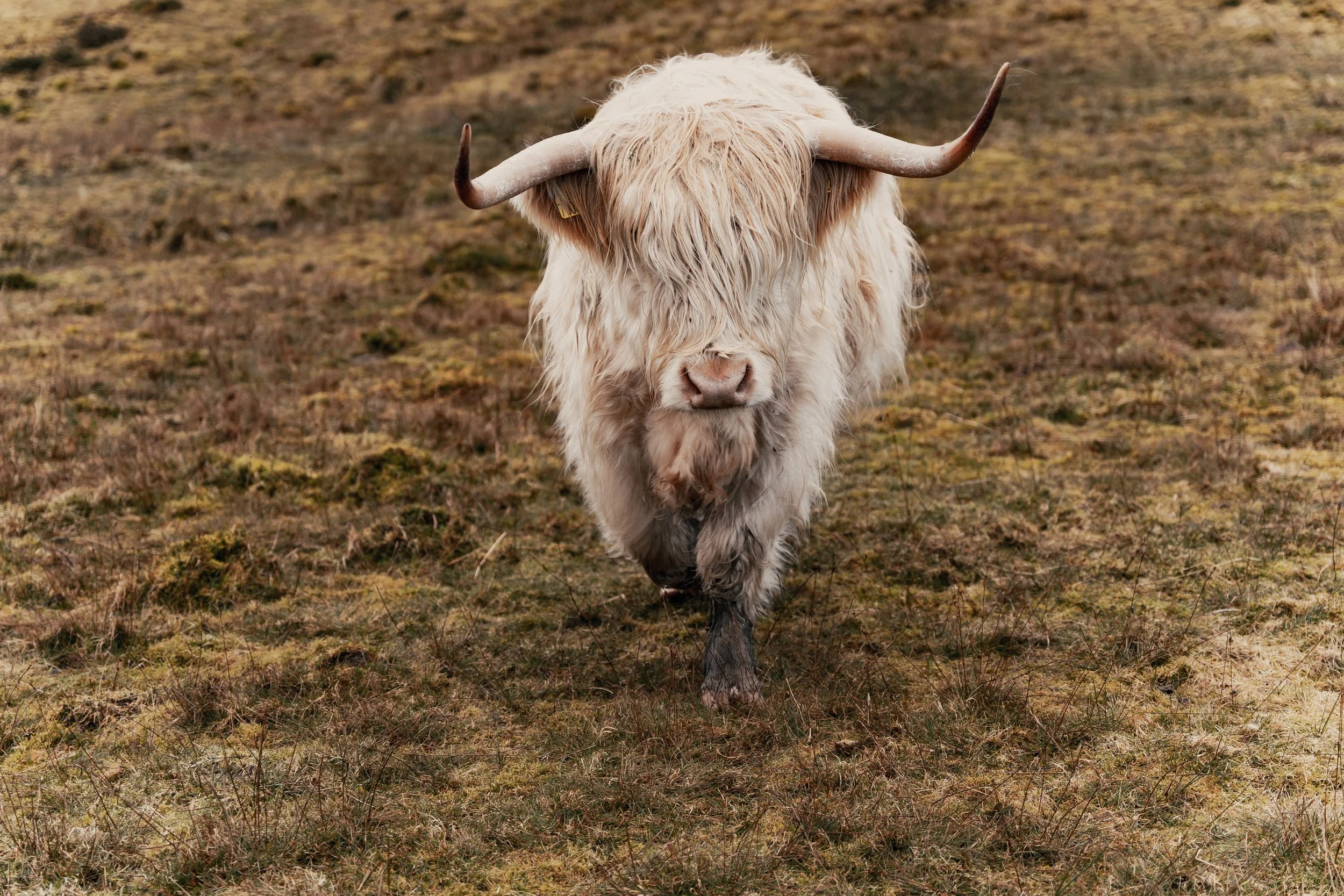 Isle of Skye Highland Coo