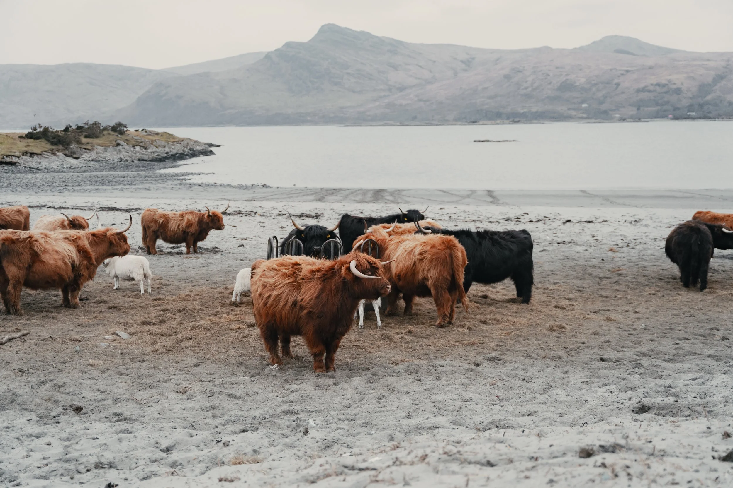 Isle of Mall Coos