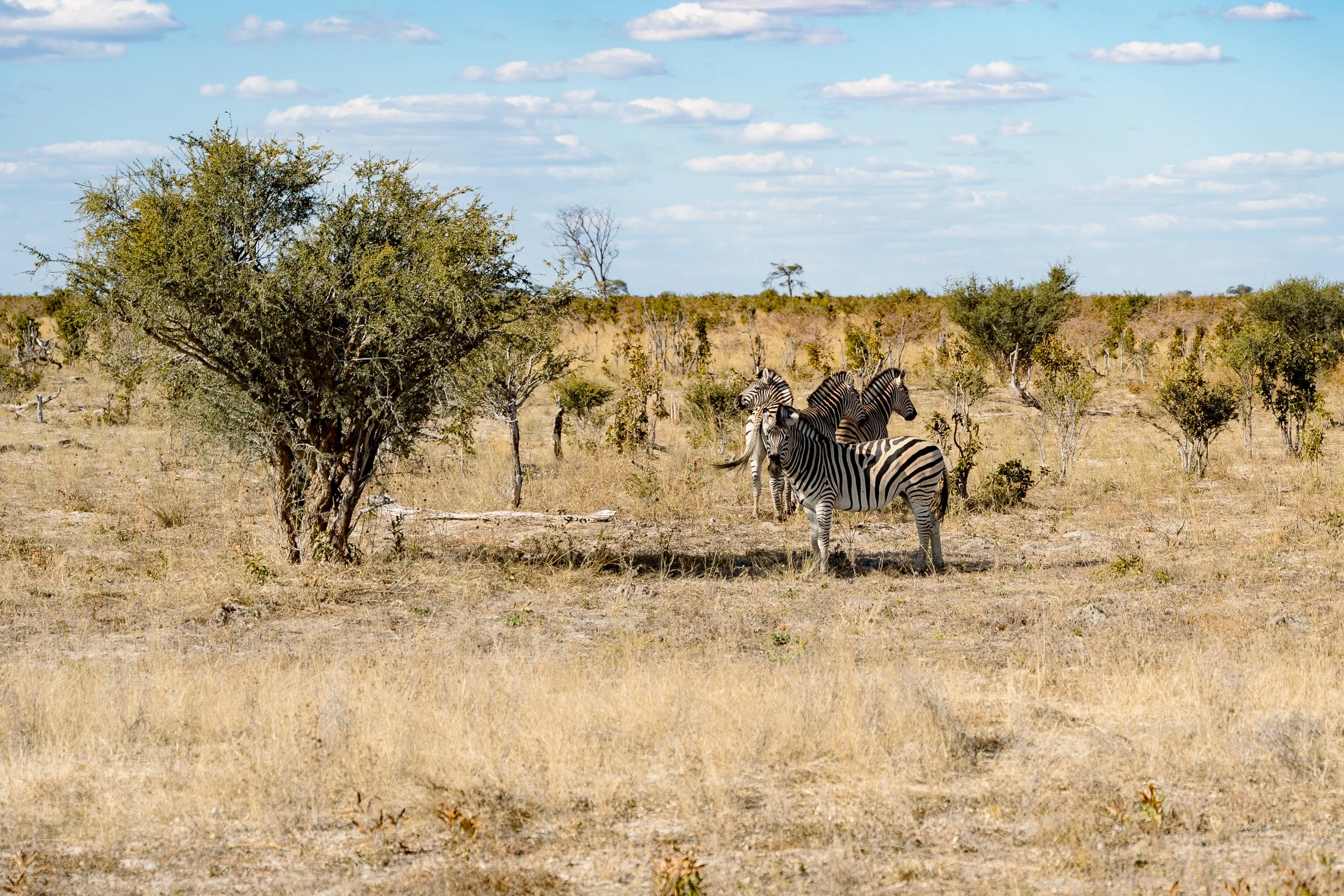 Zebras