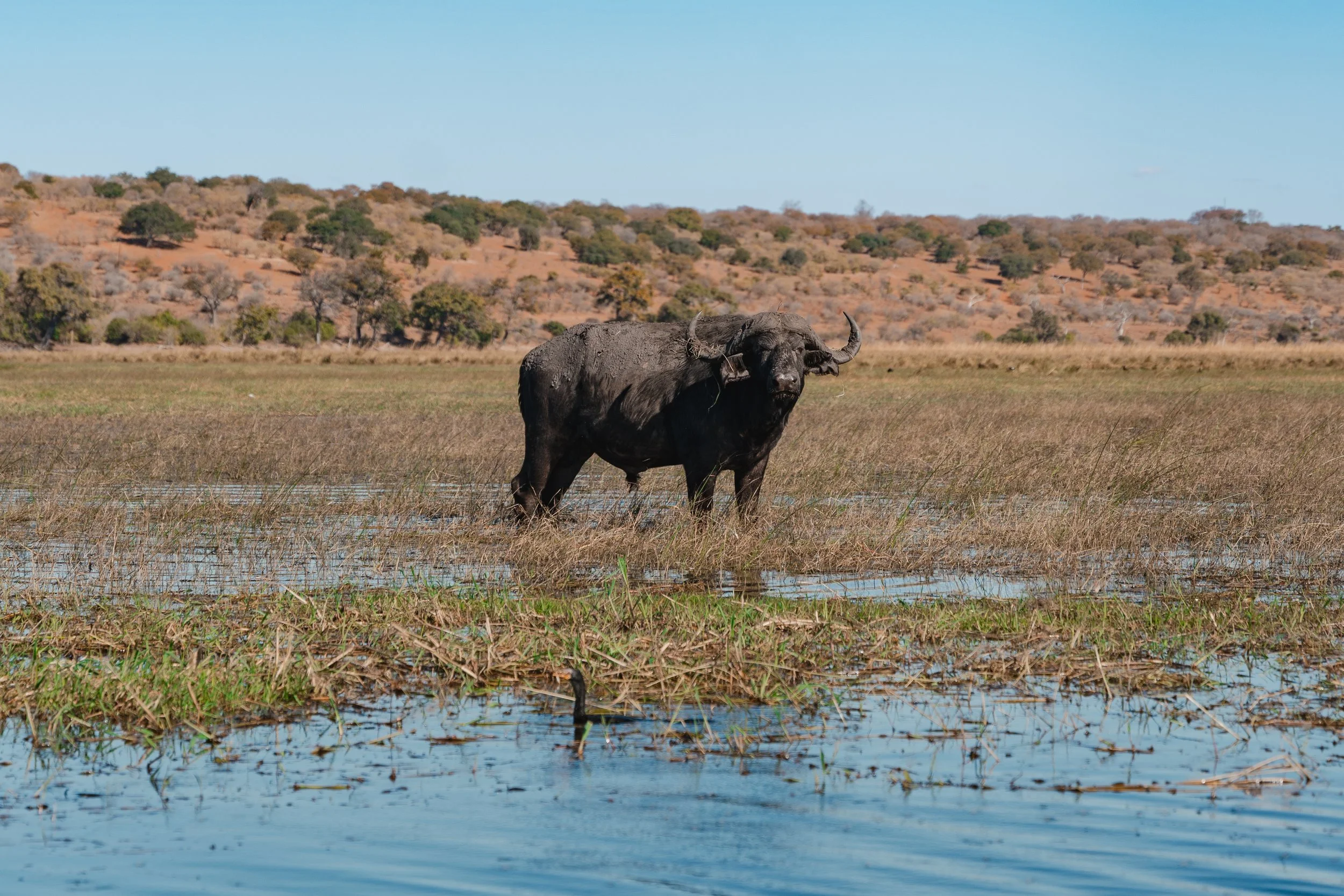 Cape Buffalo