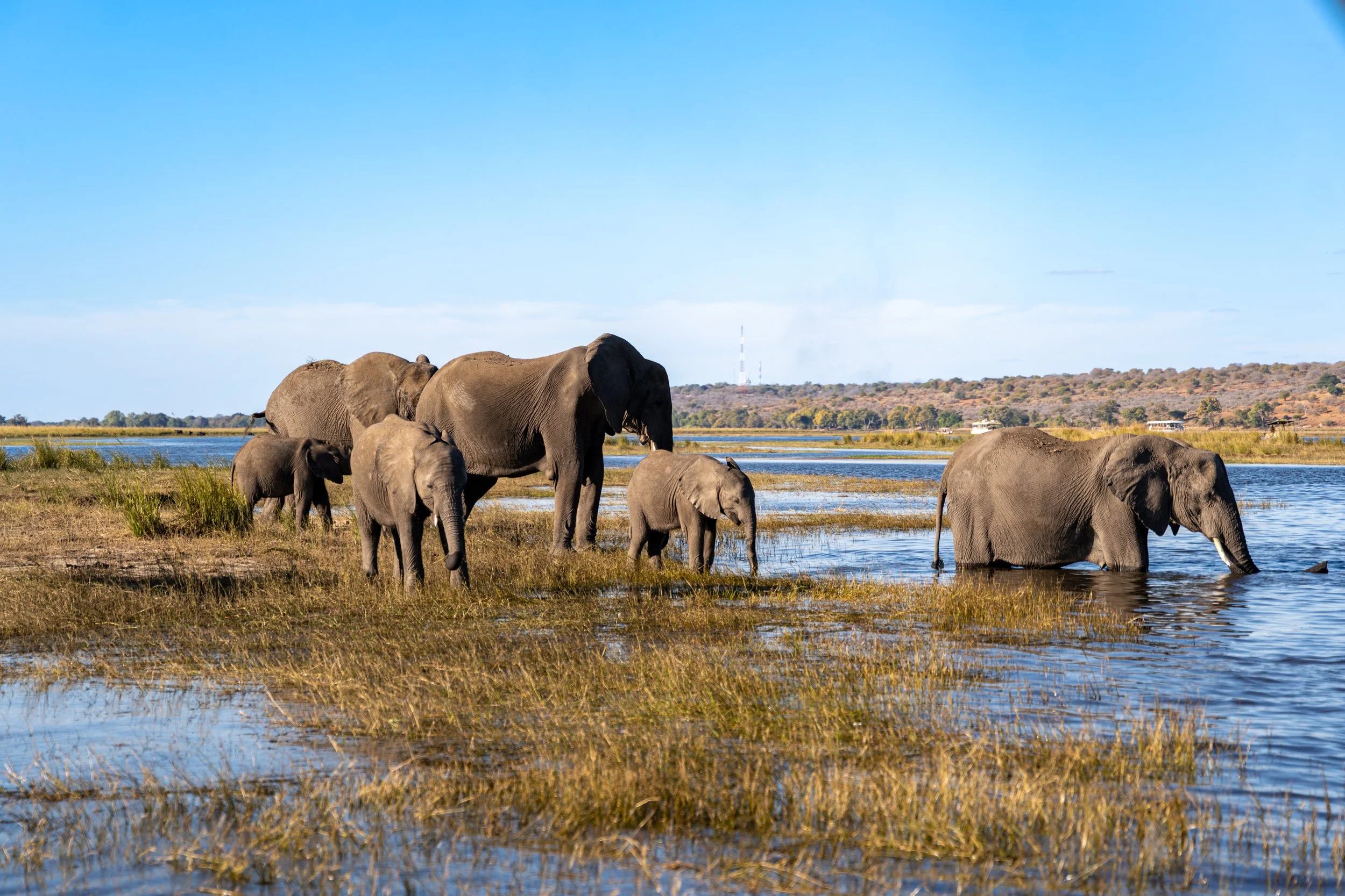 Elephants
