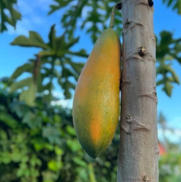 Papaya [Lhong].jpg