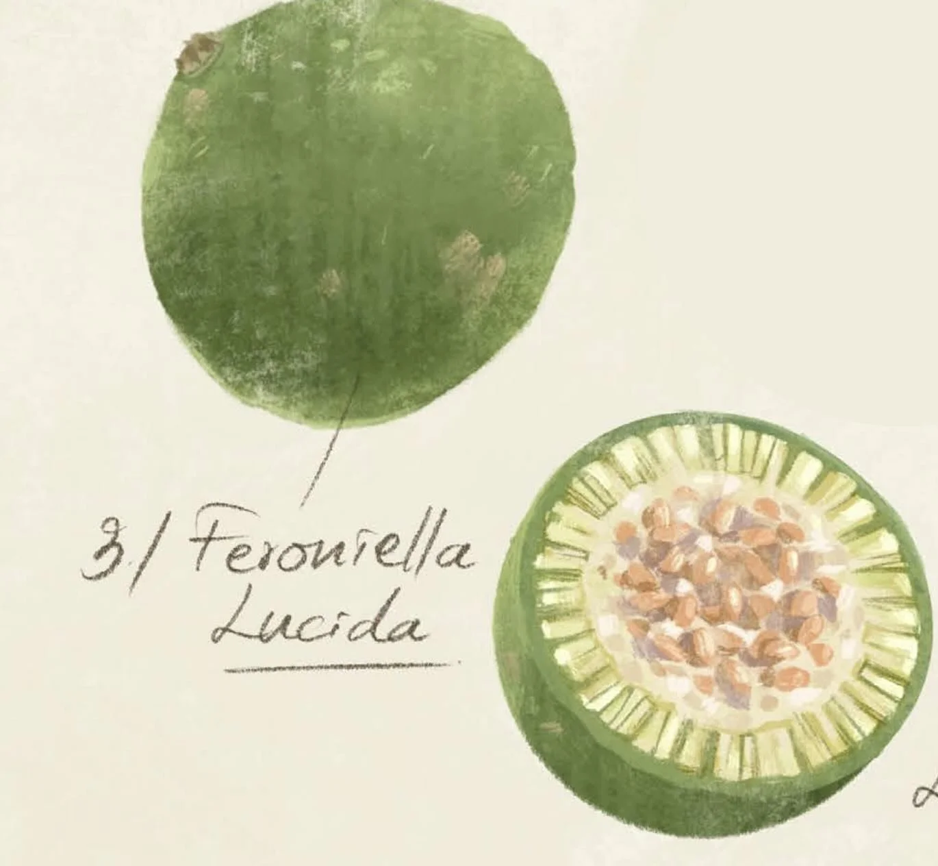 Krasaing (Feroniella lucida), a seasonal sour fruit prized in Cambodian cooking for its distinctive tartness