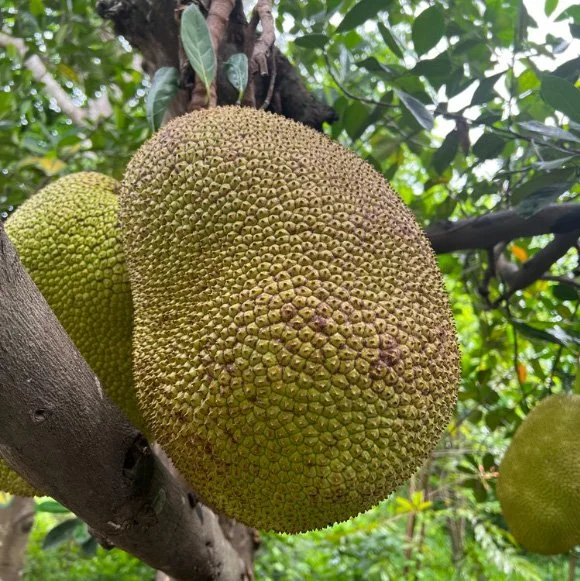 JACKFRUIT  [KHNOA].jpg