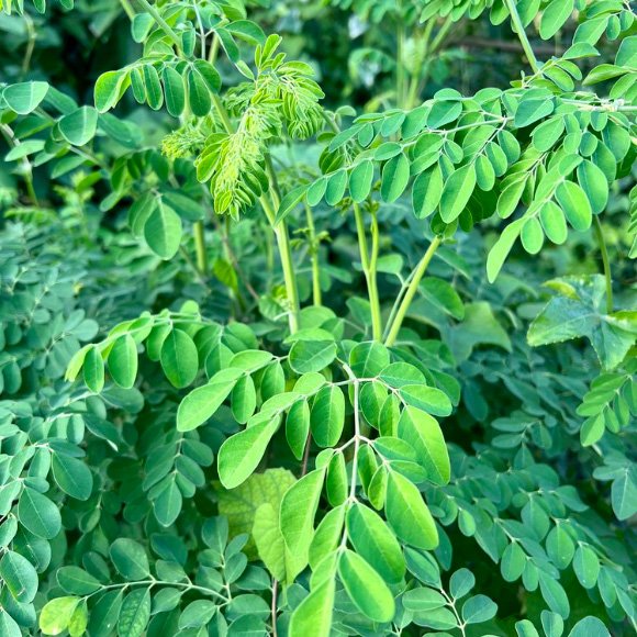 Moringa [Mrum].jpg