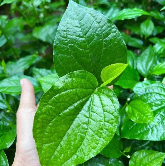 Chaplhlou Leaves.jpg