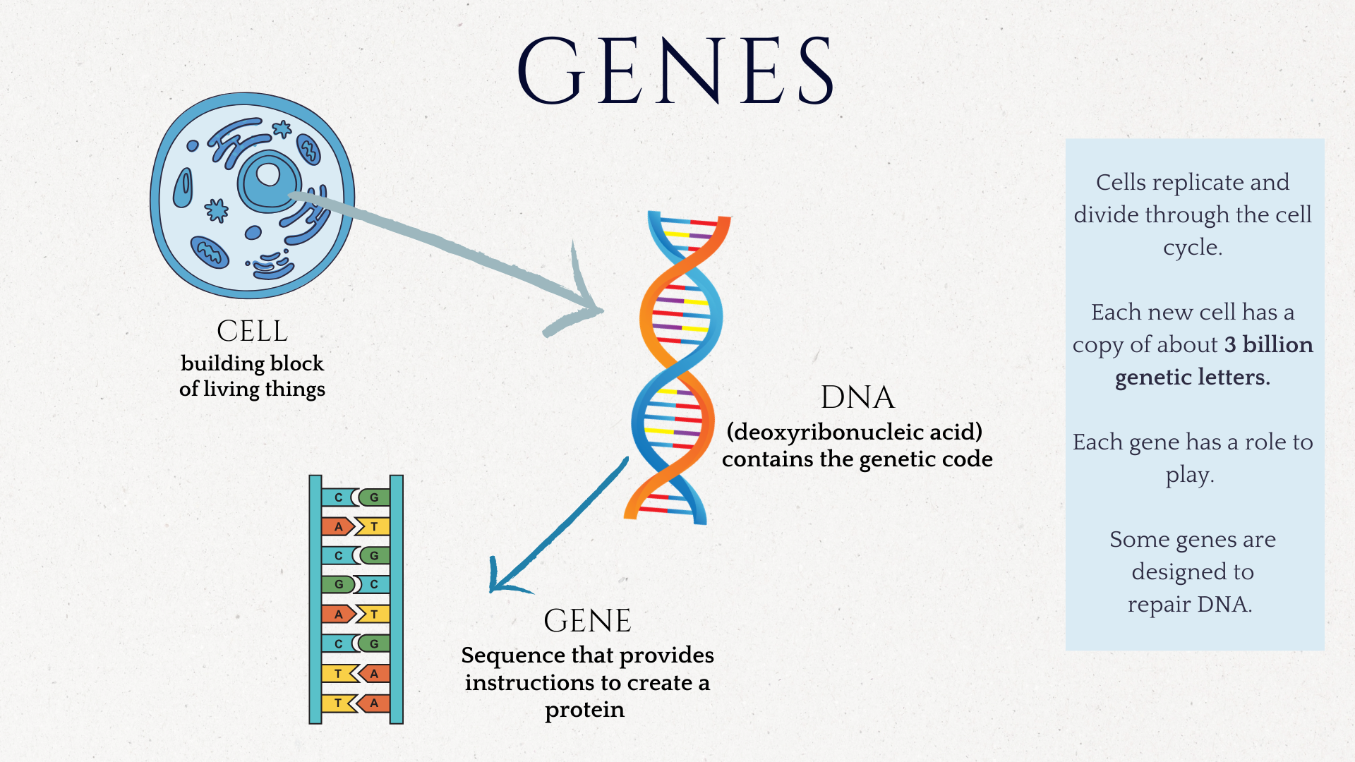Explanation of Cells, DNA, and Genes