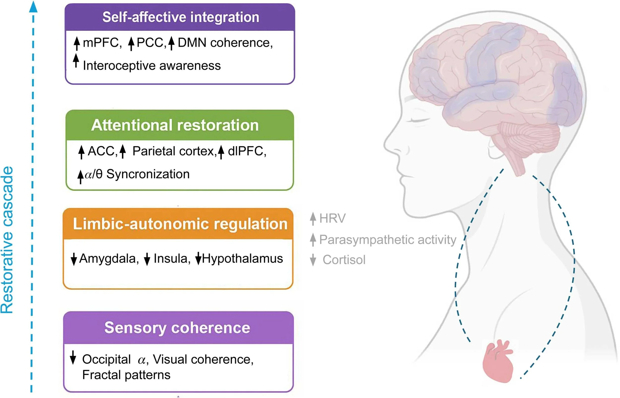Dr Miguel Toribio-Mateas ADHD Neuroscience Nutrition Gut-Brain Connection Neurodivergence