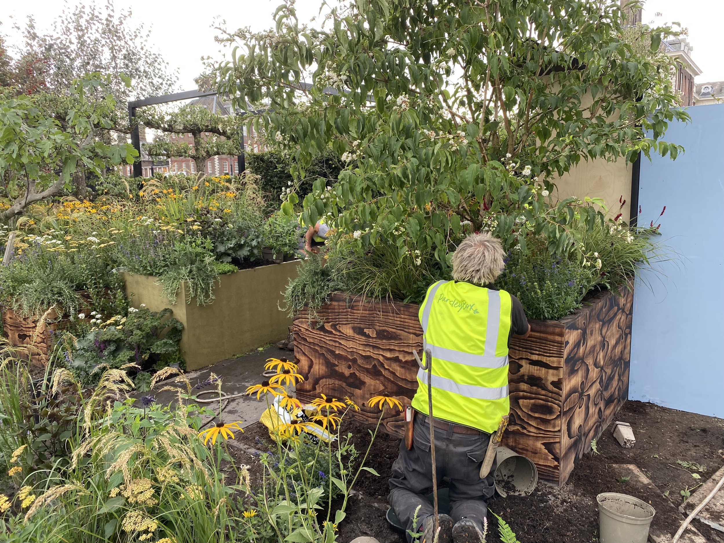 Parsley Box Garden RHS Chelsea 2021 — thelandscapetailor.co.uk