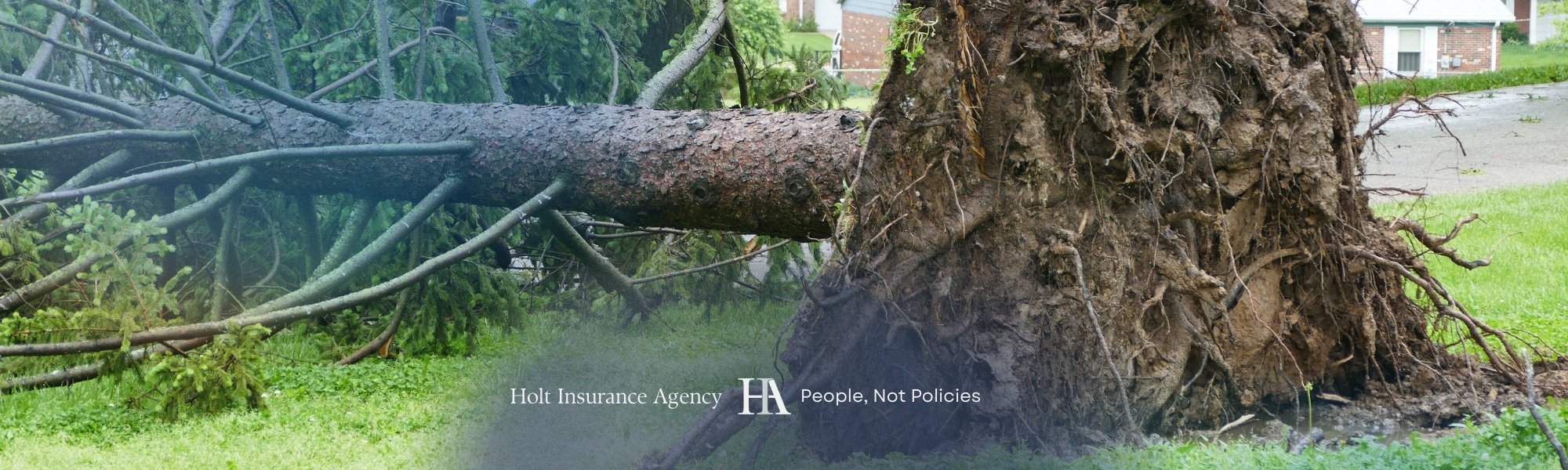 Fallen tree with no damage