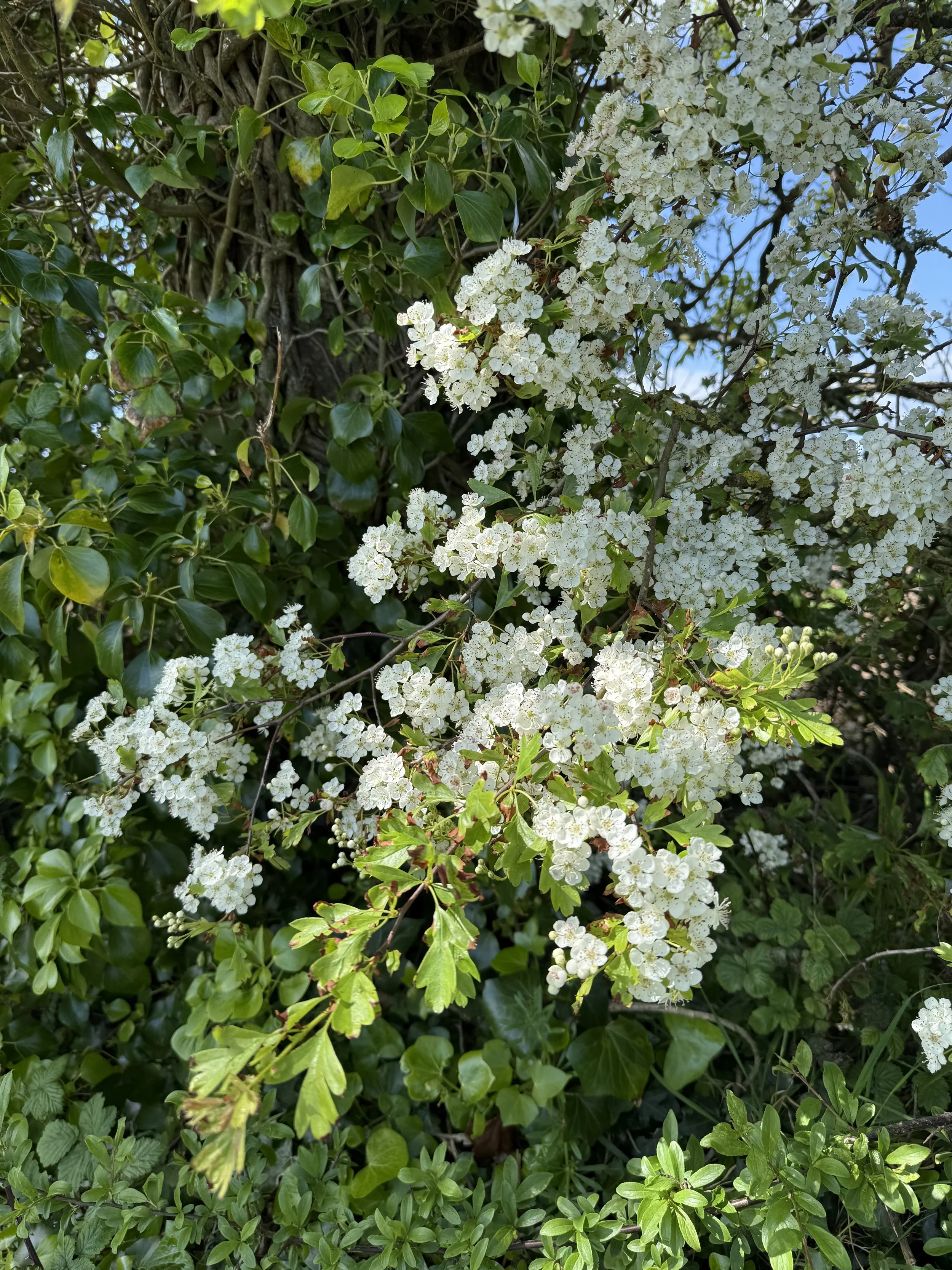 IMG_6446.jpeg
