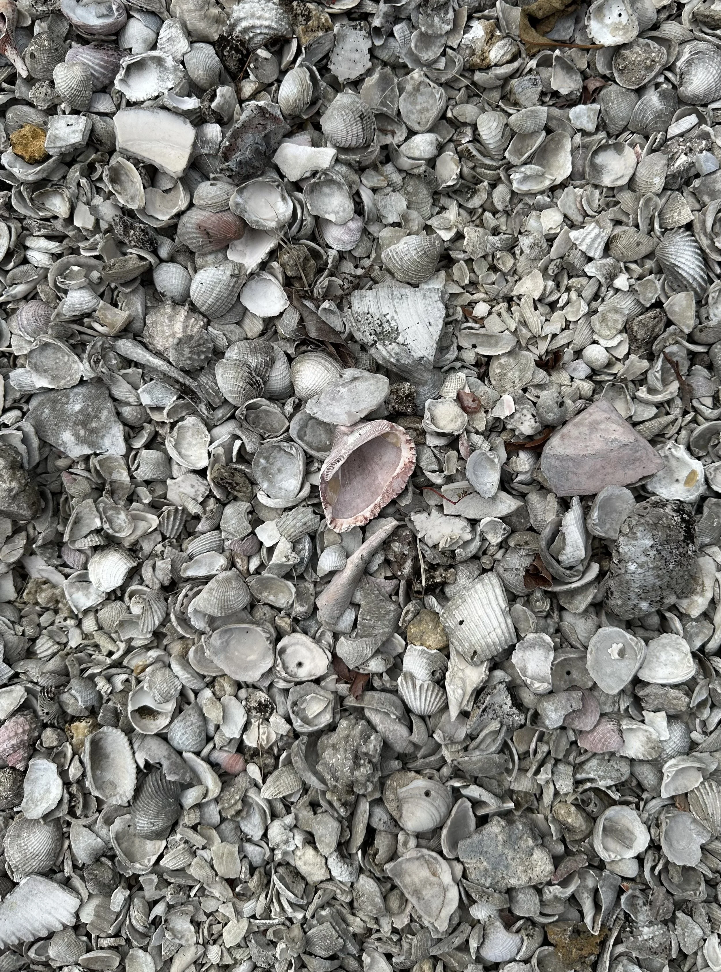 Big Marco Island, Florida, Jan. 24